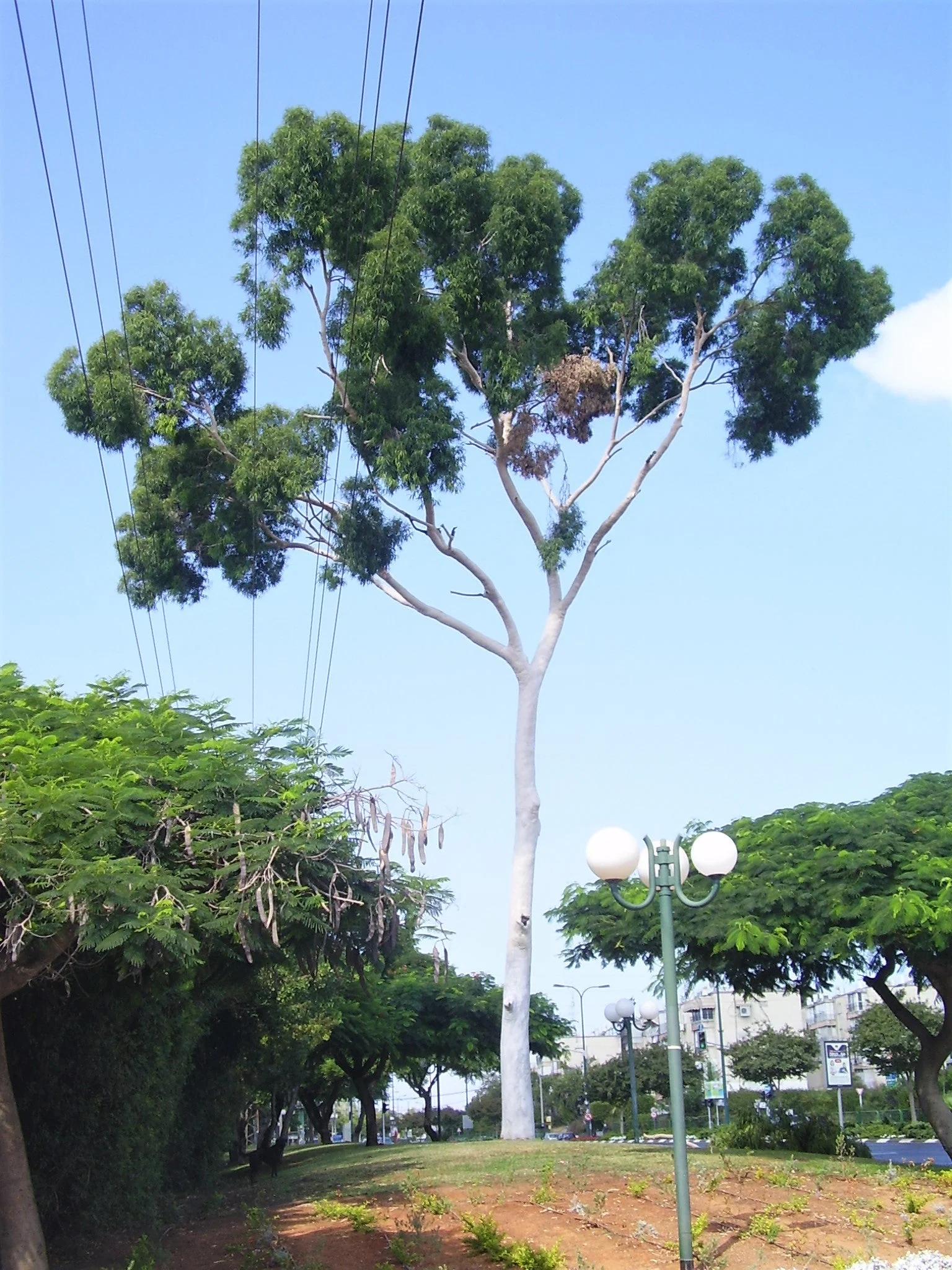 50 LEMON SCENTED EUCALYPTUS Citriodora Tree aka Lemon Bush & Spotted Gum - Colorful Bark White Flower Tree Seeds - Image 17