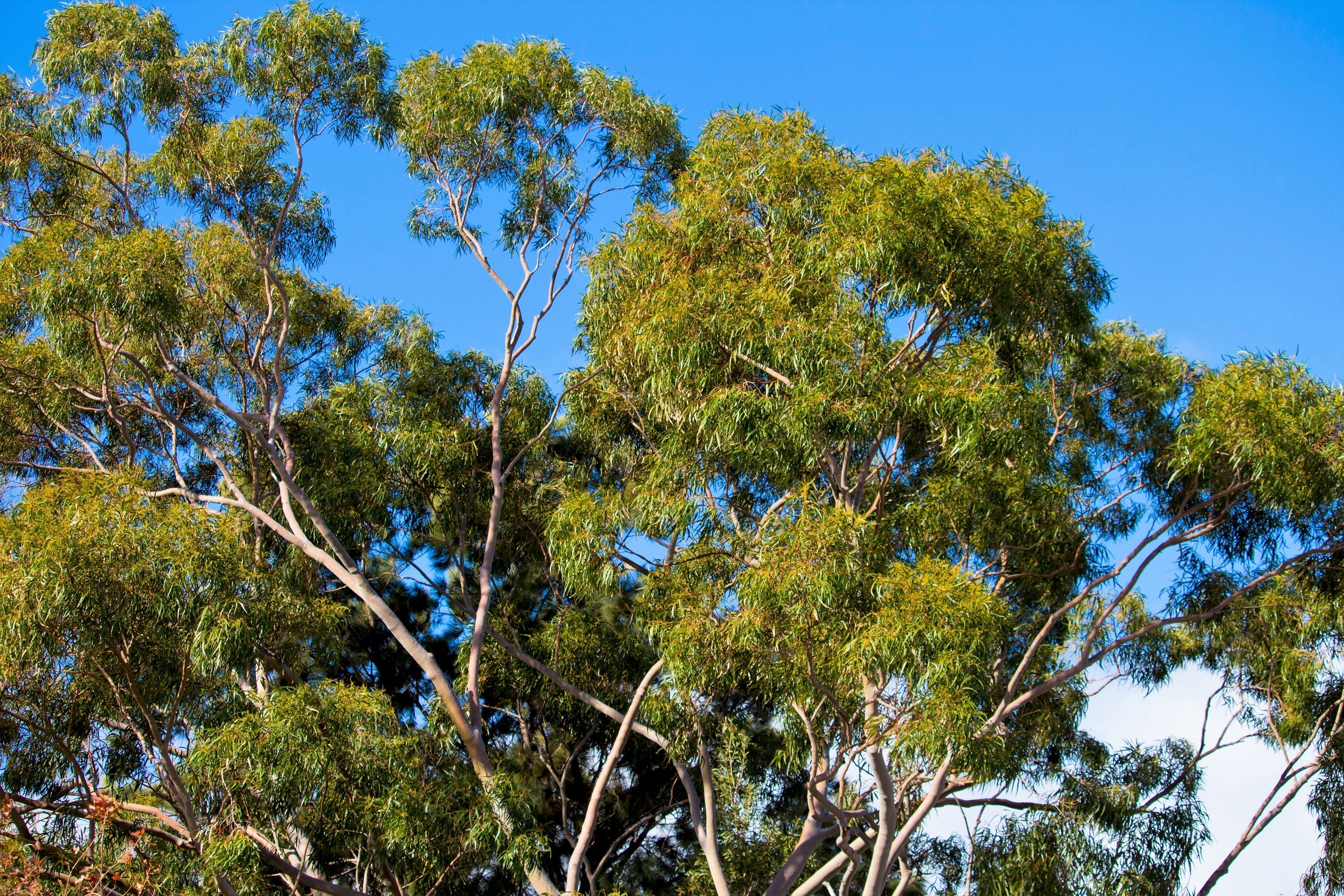 50 LEMON SCENTED EUCALYPTUS Citriodora Tree aka Lemon Bush & Spotted Gum - Colorful Bark White Flower Tree Seeds - Image 18
