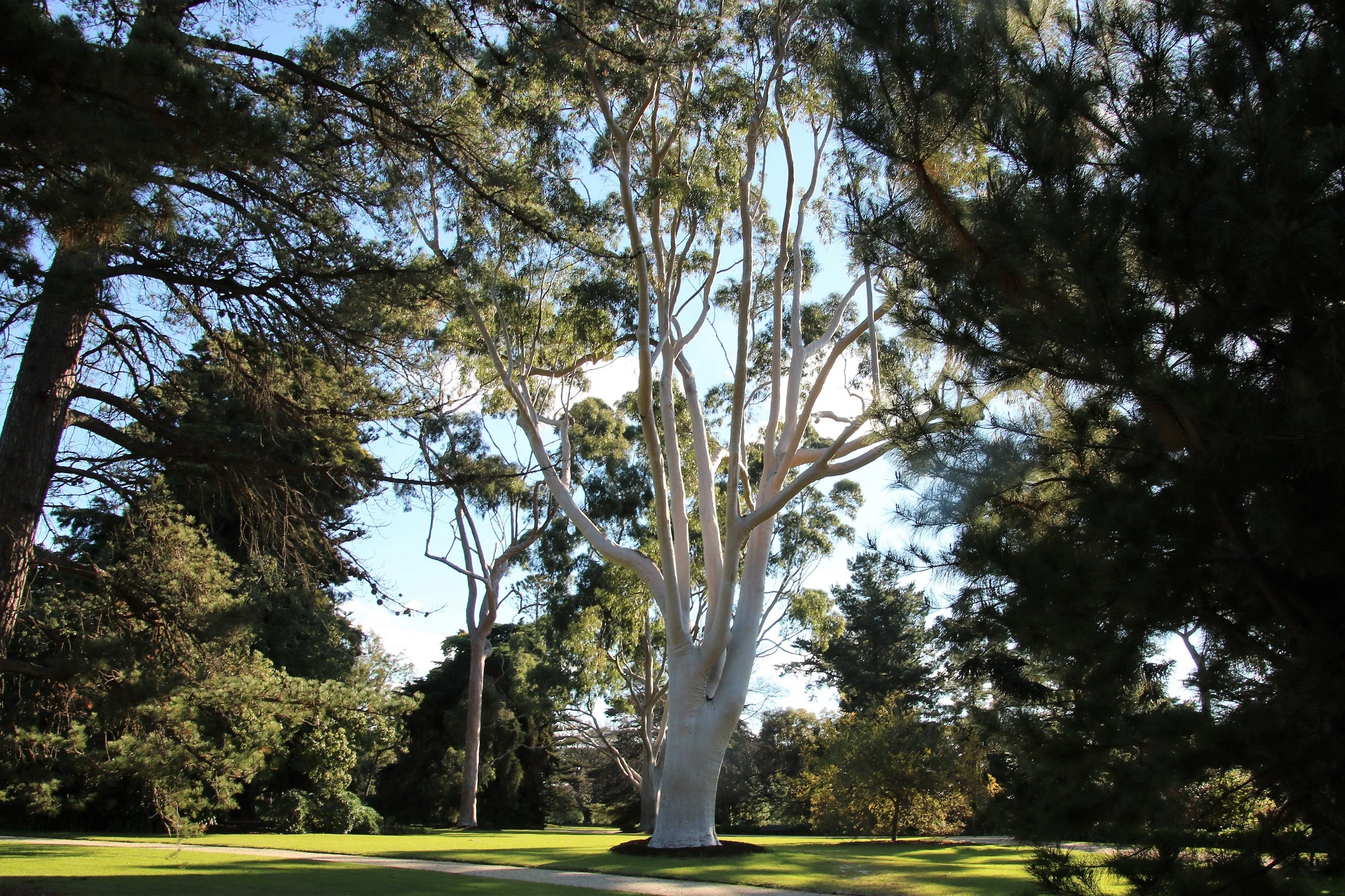 50 LEMON SCENTED EUCALYPTUS Citriodora Tree aka Lemon Bush & Spotted Gum - Colorful Bark White Flower Tree Seeds - Image 19
