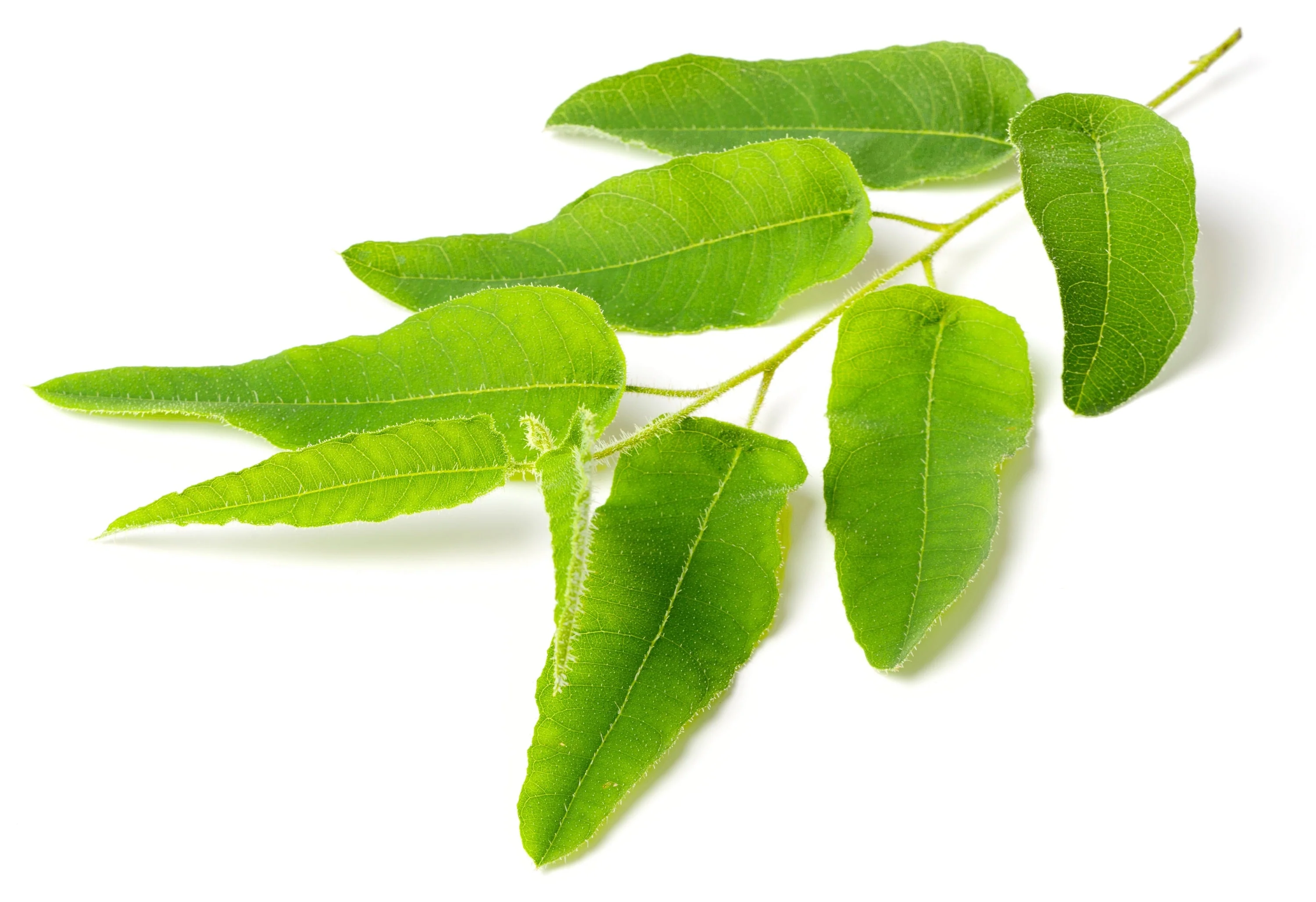 50 LEMON SCENTED EUCALYPTUS Citriodora Tree aka Lemon Bush & Spotted Gum - Colorful Bark White Flower Tree Seeds - Image 3