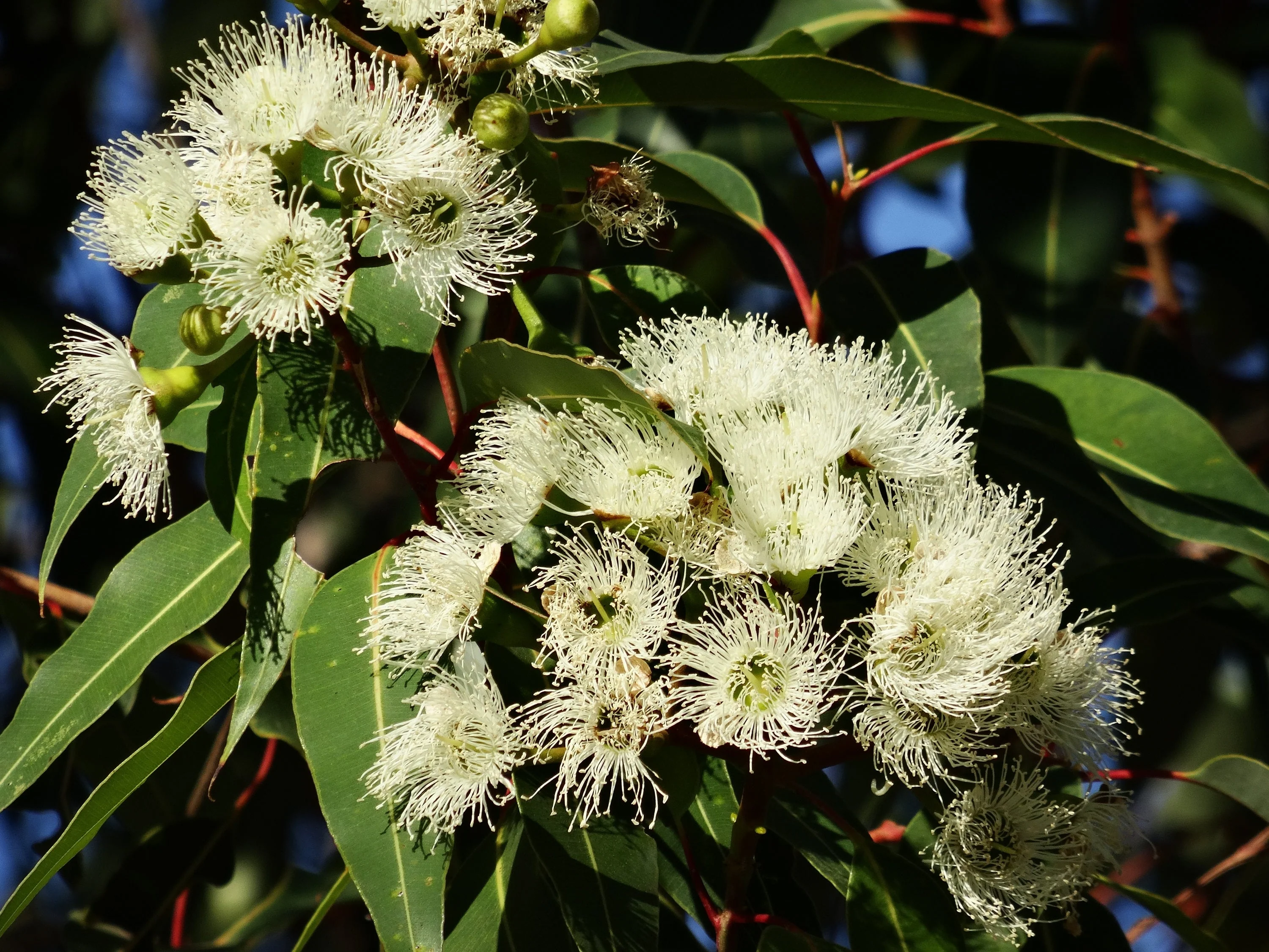 50 LEMON SCENTED EUCALYPTUS Citriodora Tree aka Lemon Bush & Spotted Gum - Colorful Bark White Flower Tree Seeds - Image 4