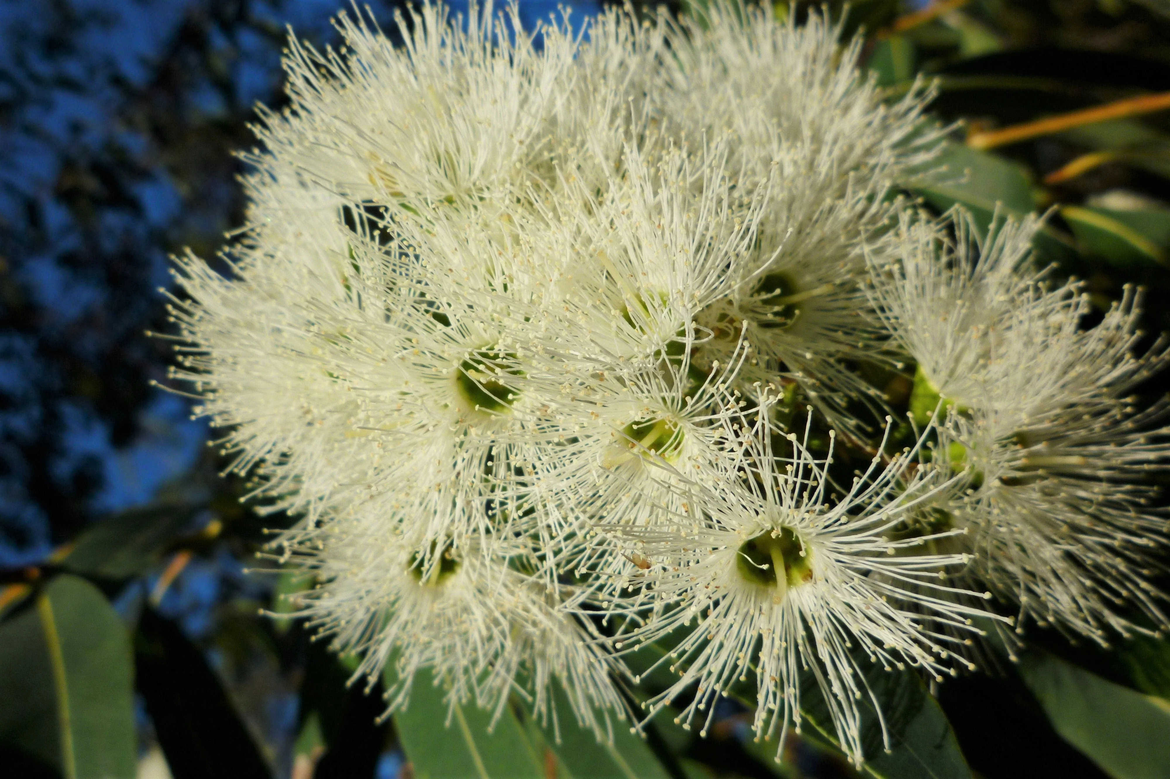 50 LEMON SCENTED EUCALYPTUS Citriodora Tree aka Lemon Bush & Spotted Gum - Colorful Bark White Flower Tree Seeds - Image 5