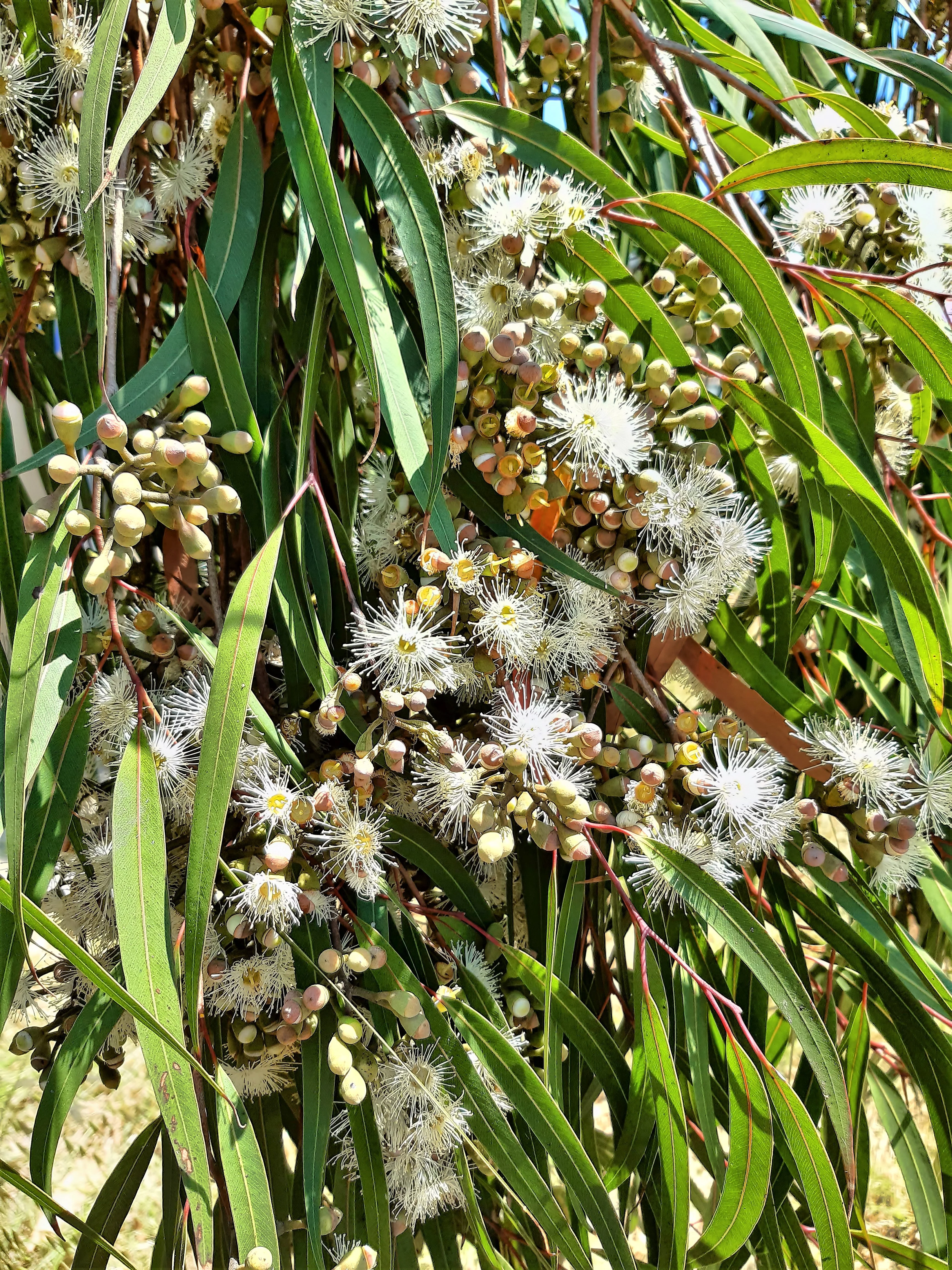 50 LEMON SCENTED EUCALYPTUS Citriodora Tree aka Lemon Bush & Spotted Gum - Colorful Bark White Flower Tree Seeds - Image 6