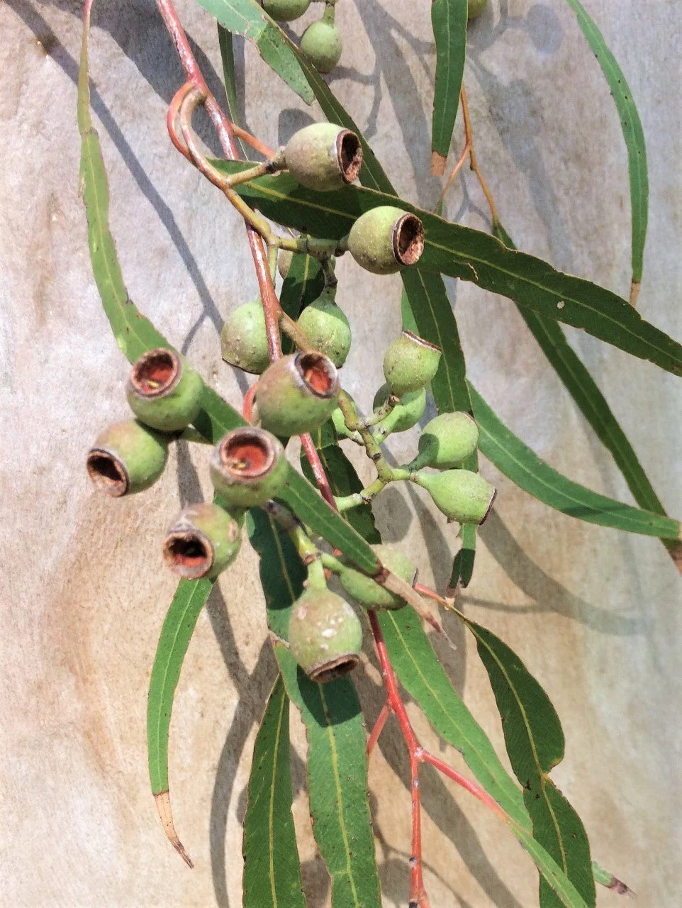 50 LEMON SCENTED EUCALYPTUS Citriodora Tree aka Lemon Bush & Spotted Gum - Colorful Bark White Flower Tree Seeds - Image 7