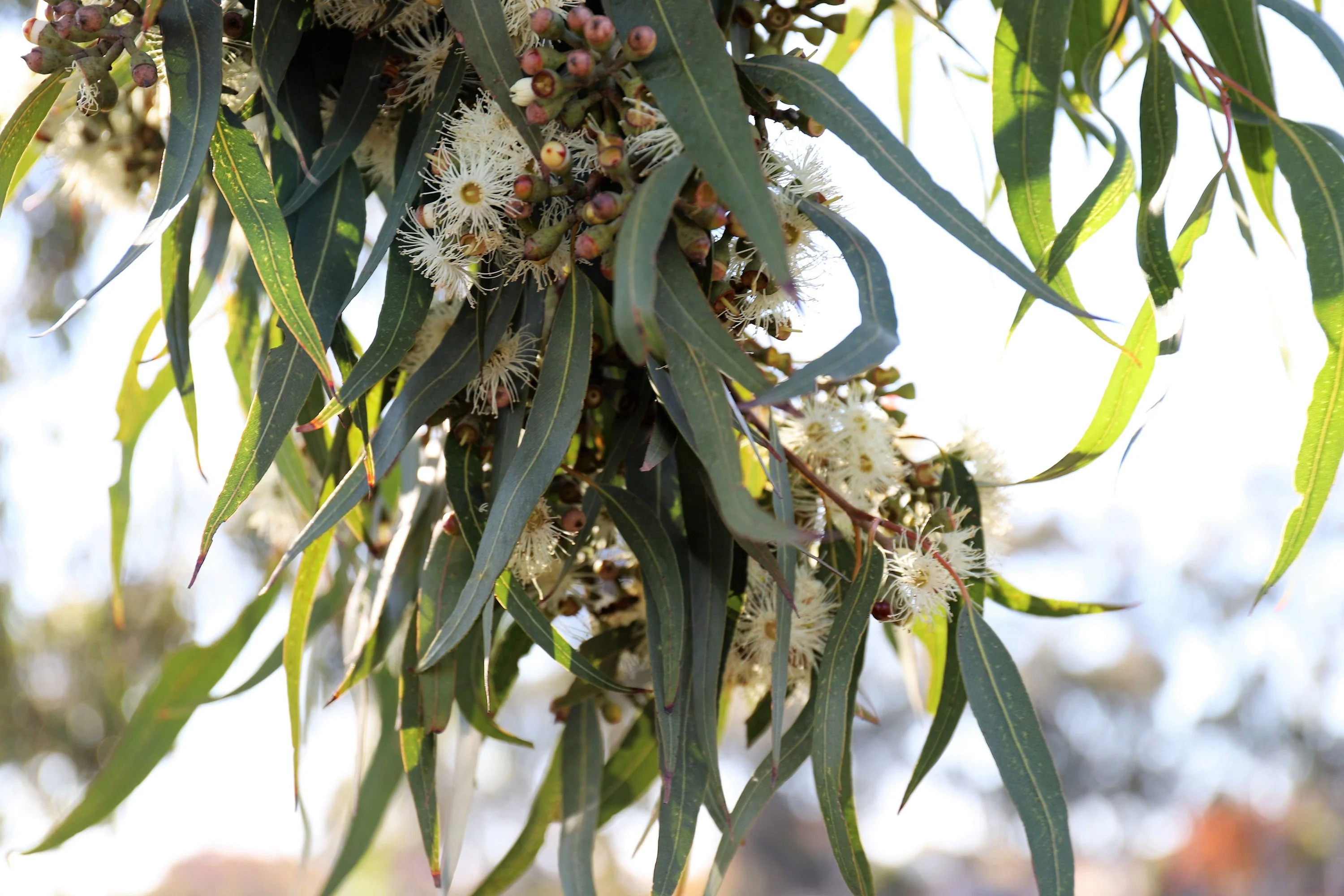 50 LEMON SCENTED EUCALYPTUS Citriodora Tree aka Lemon Bush & Spotted Gum - Colorful Bark White Flower Tree Seeds - Image 8
