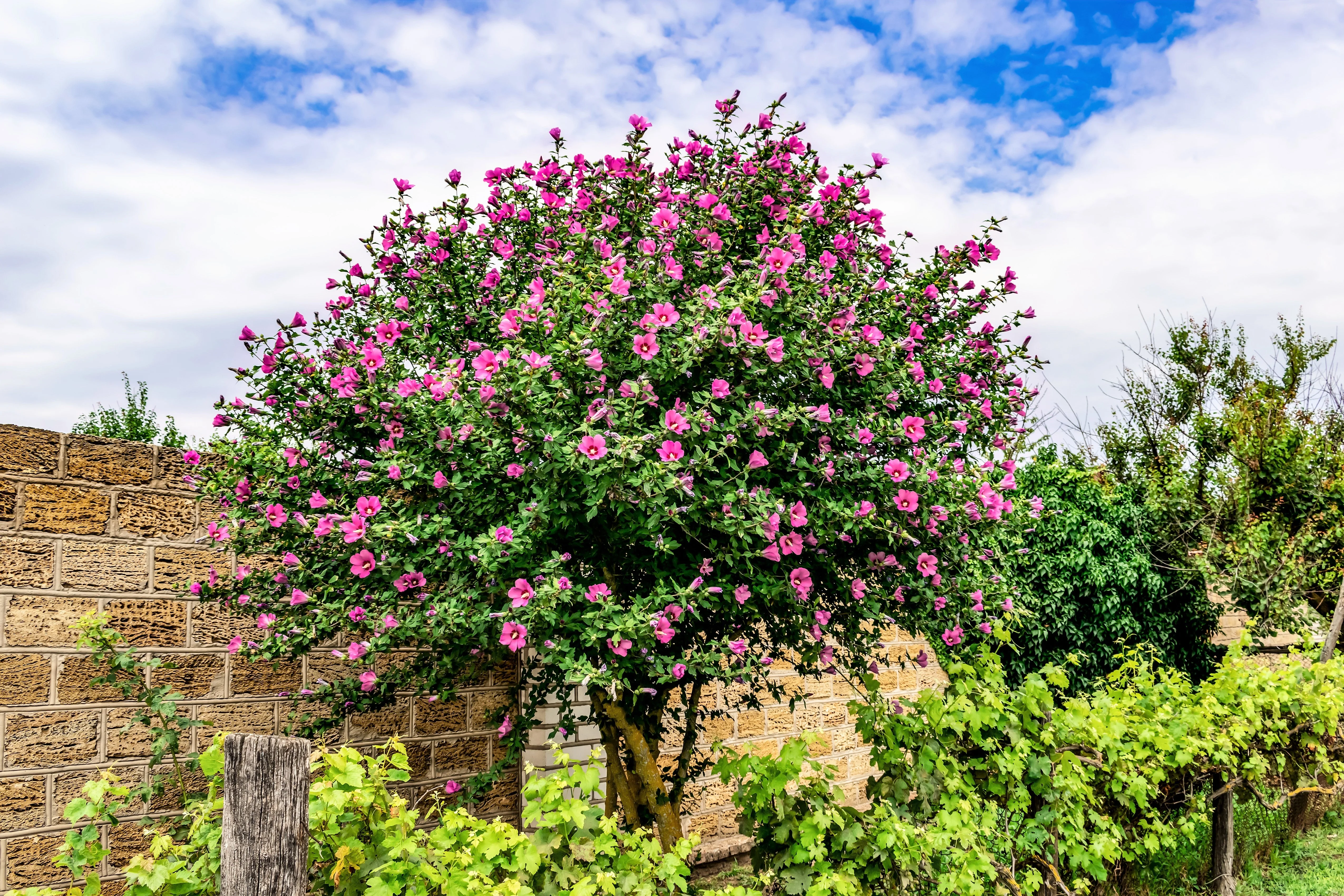 50 Mixed Colors ROSE Of SHARON HIBISCUS Syriacus Flower Tree Bush Seeds Mix - Image 12