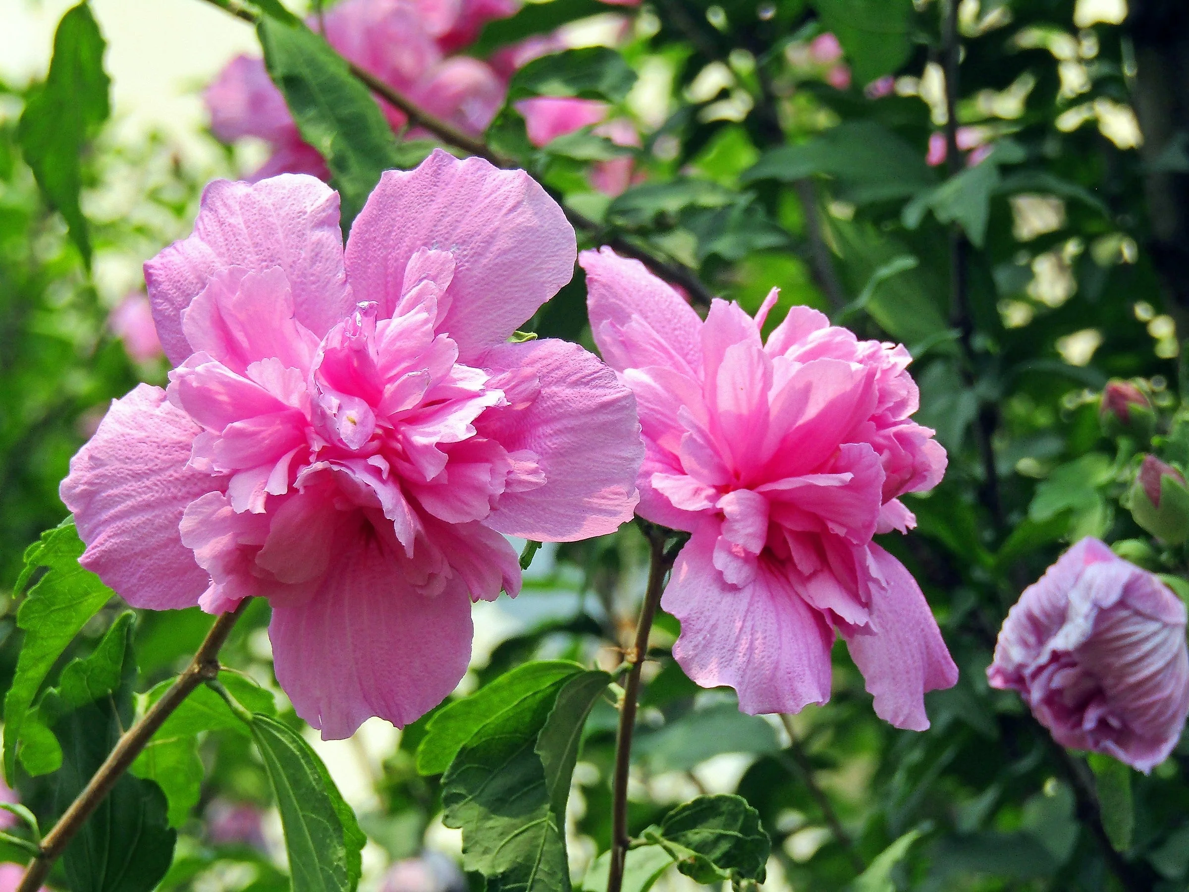 50 Mixed Colors ROSE Of SHARON HIBISCUS Syriacus Flower Tree Bush Seeds Mix - Image 4