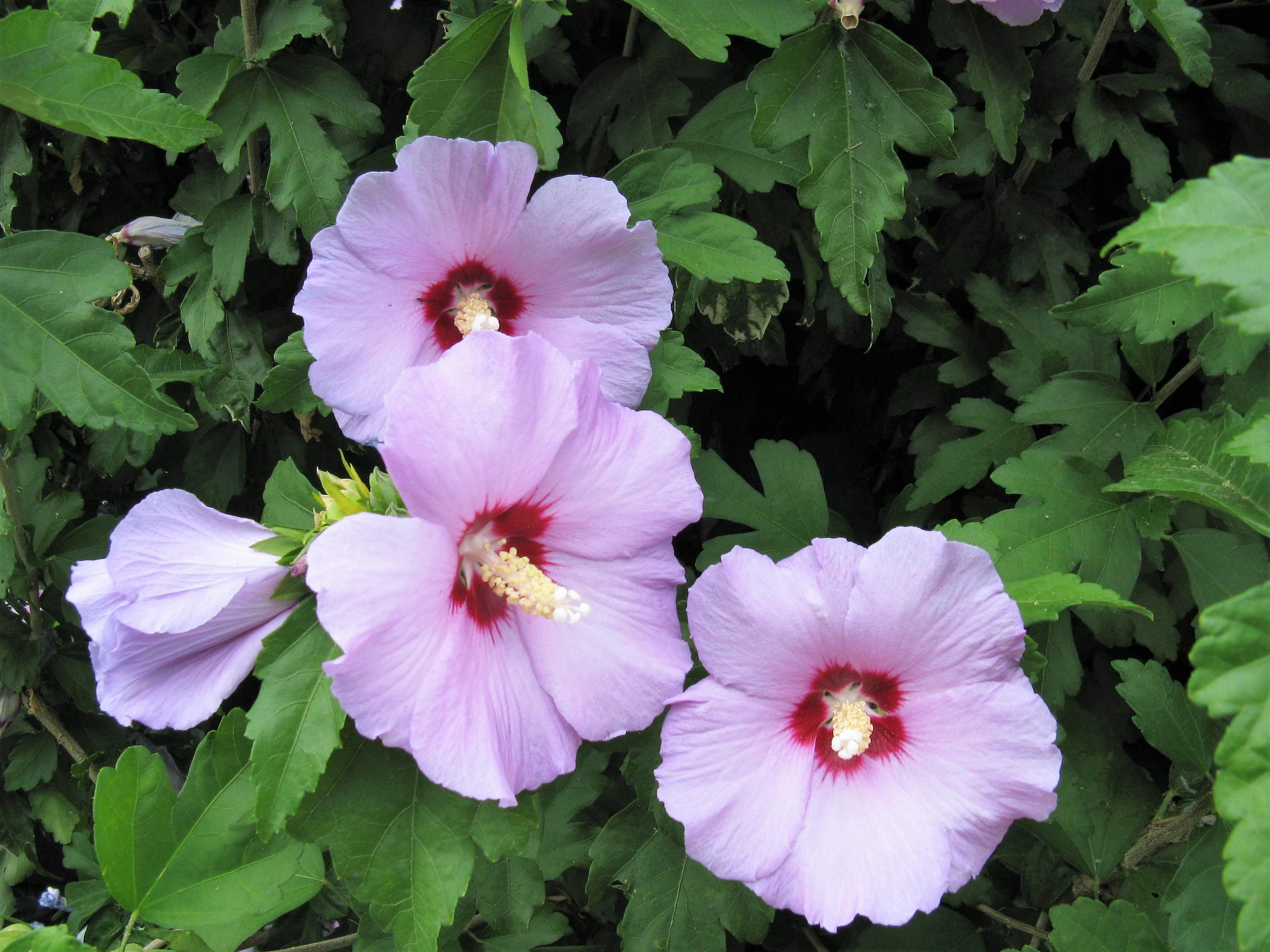 50 Mixed Colors ROSE Of SHARON HIBISCUS Syriacus Flower Tree Bush Seeds Mix - Image 5
