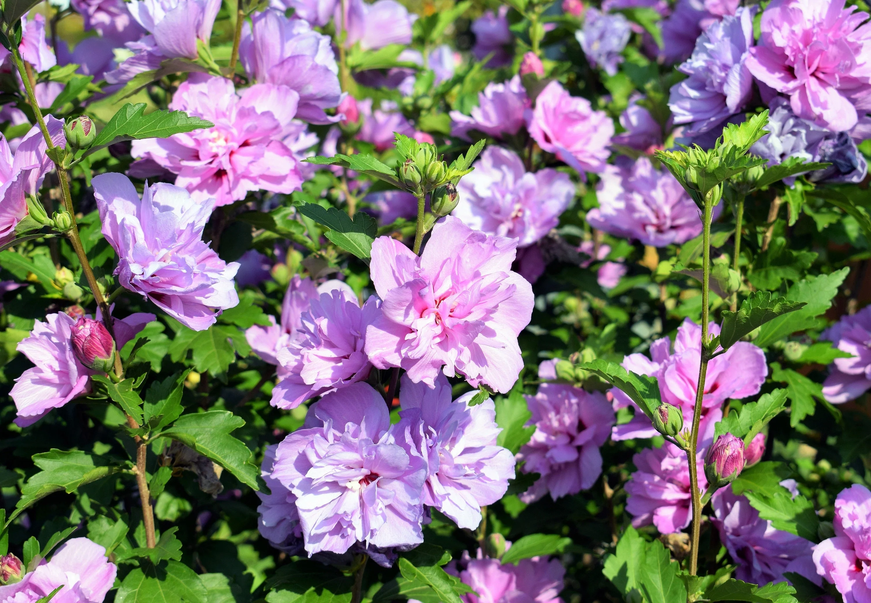 50 Mixed Colors ROSE Of SHARON HIBISCUS Syriacus Flower Tree Bush Seeds Mix - Image 6