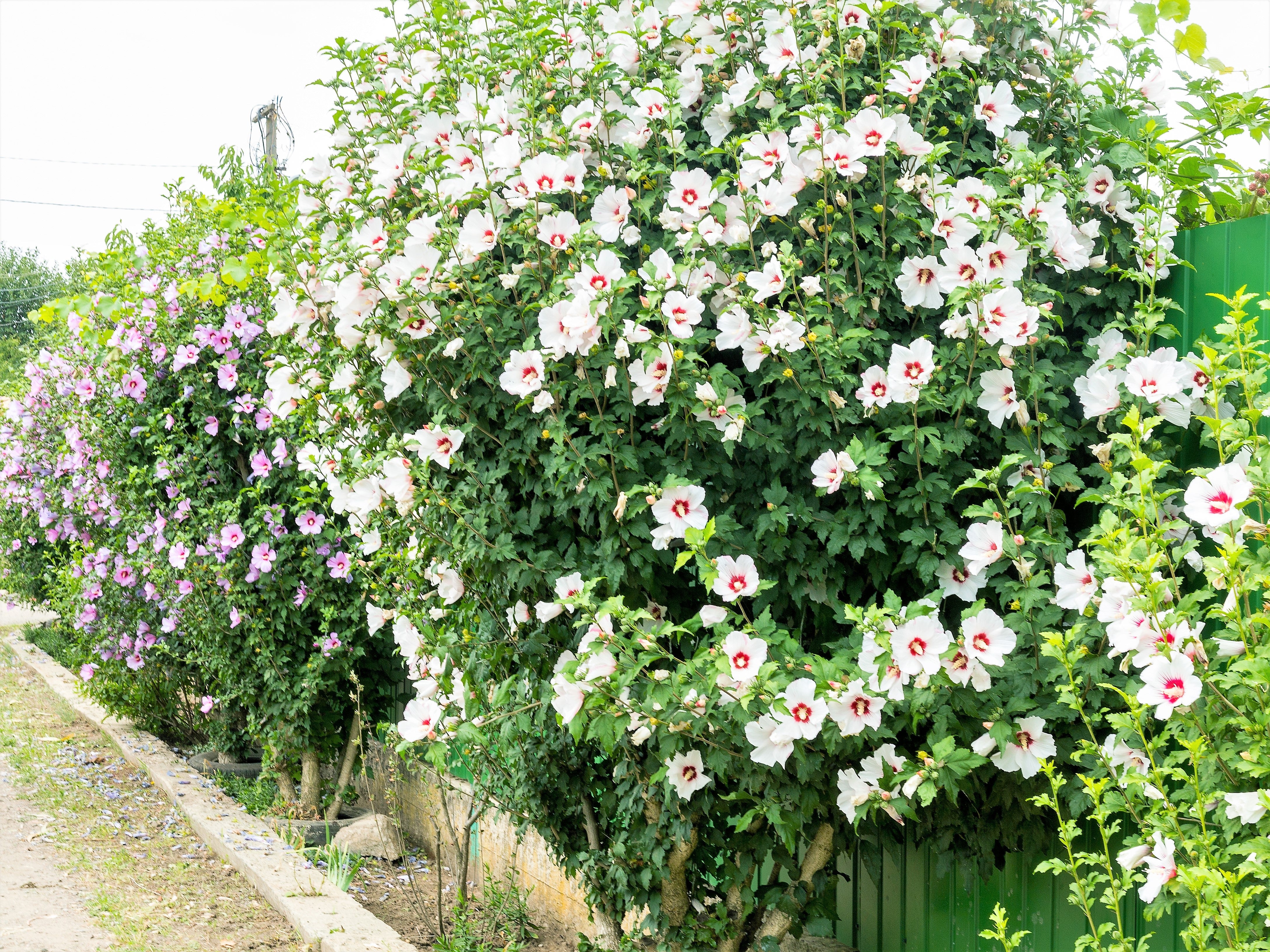 50 Mixed Colors ROSE Of SHARON HIBISCUS Syriacus Flower Tree Bush Seeds Mix - Image 9