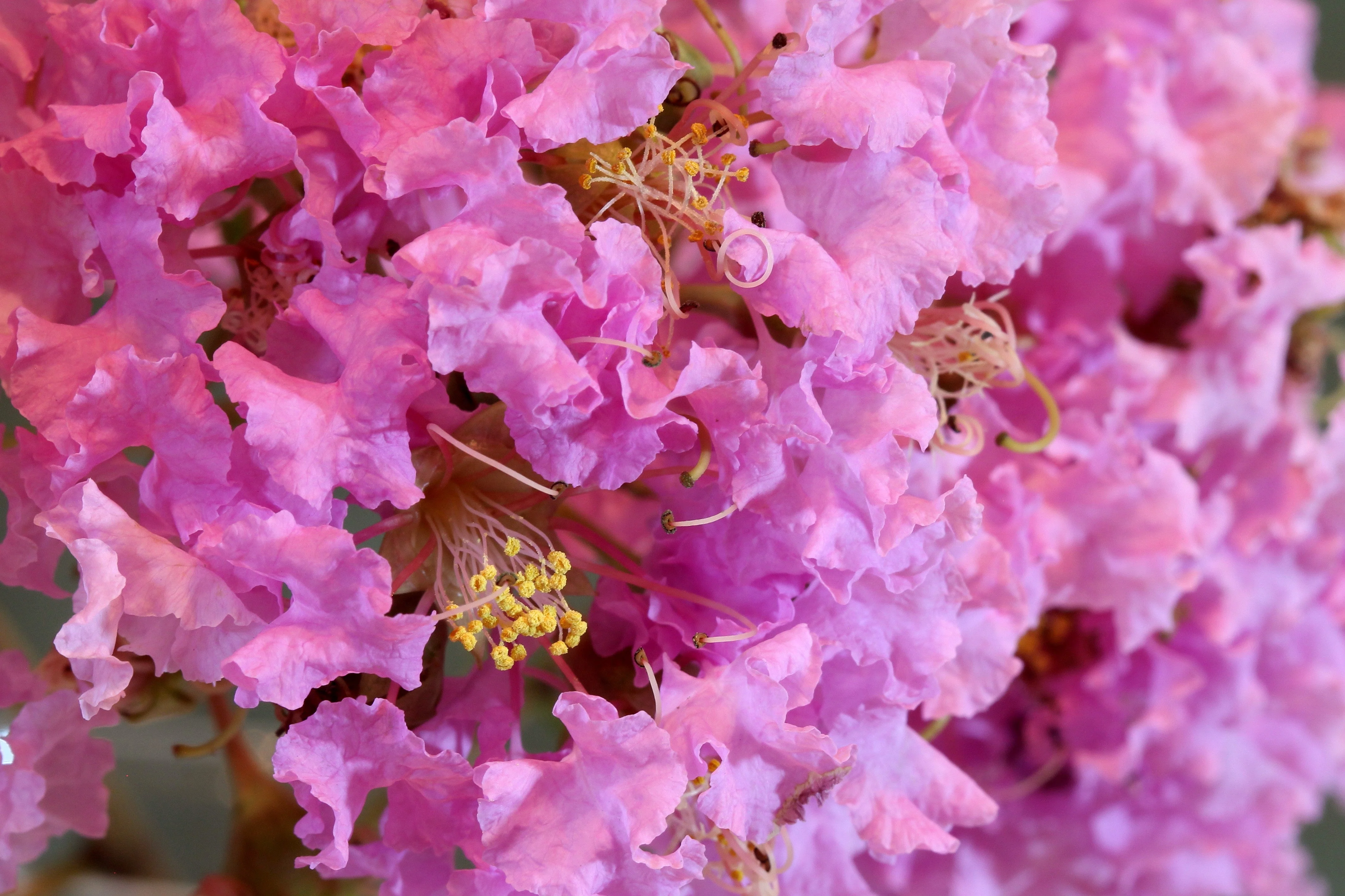 50 MIXED CREPE MYRTLE Lagerstroemia Indica Tree Shrub Crape  6 Color Mix - Red, Purple, Light Pink, Dark Pink, White, & Lilac Flower Seeds - Image 11