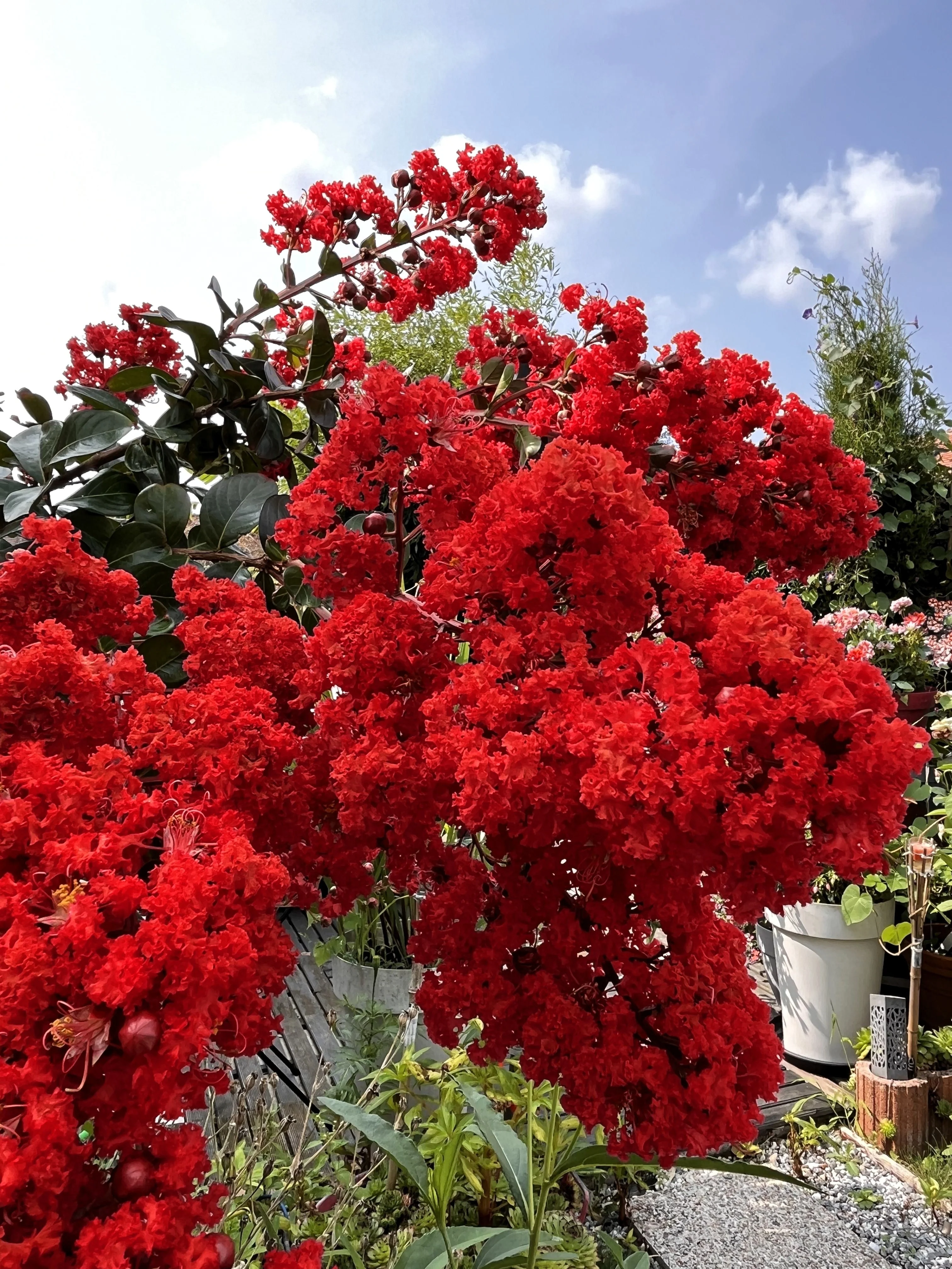 50 MIXED CREPE MYRTLE Lagerstroemia Indica Tree Shrub Crape  6 Color Mix - Red, Purple, Light Pink, Dark Pink, White, & Lilac Flower Seeds - Image 13