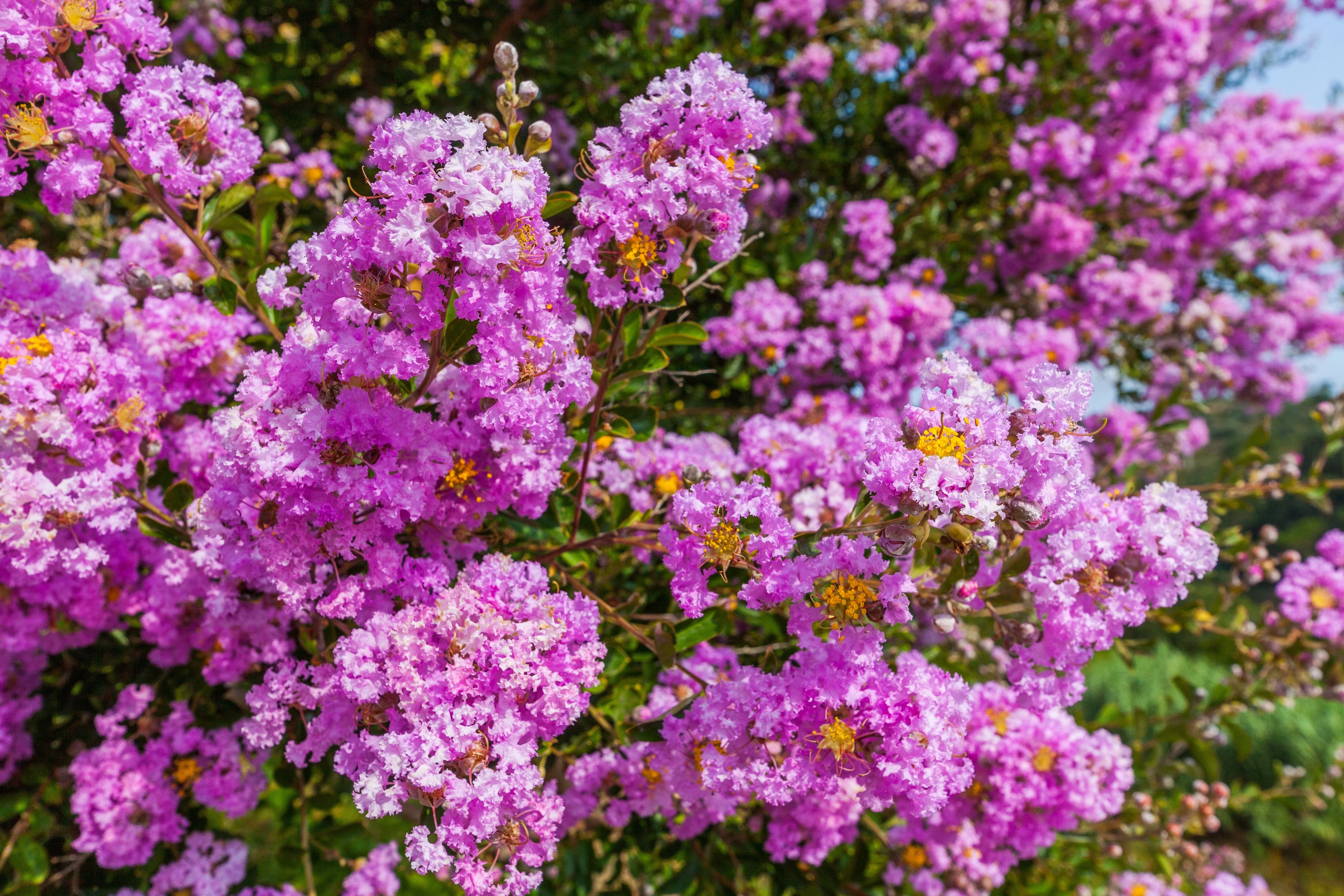 50 MIXED CREPE MYRTLE Lagerstroemia Indica Tree Shrub Crape  6 Color Mix - Red, Purple, Light Pink, Dark Pink, White, & Lilac Flower Seeds - Image 17