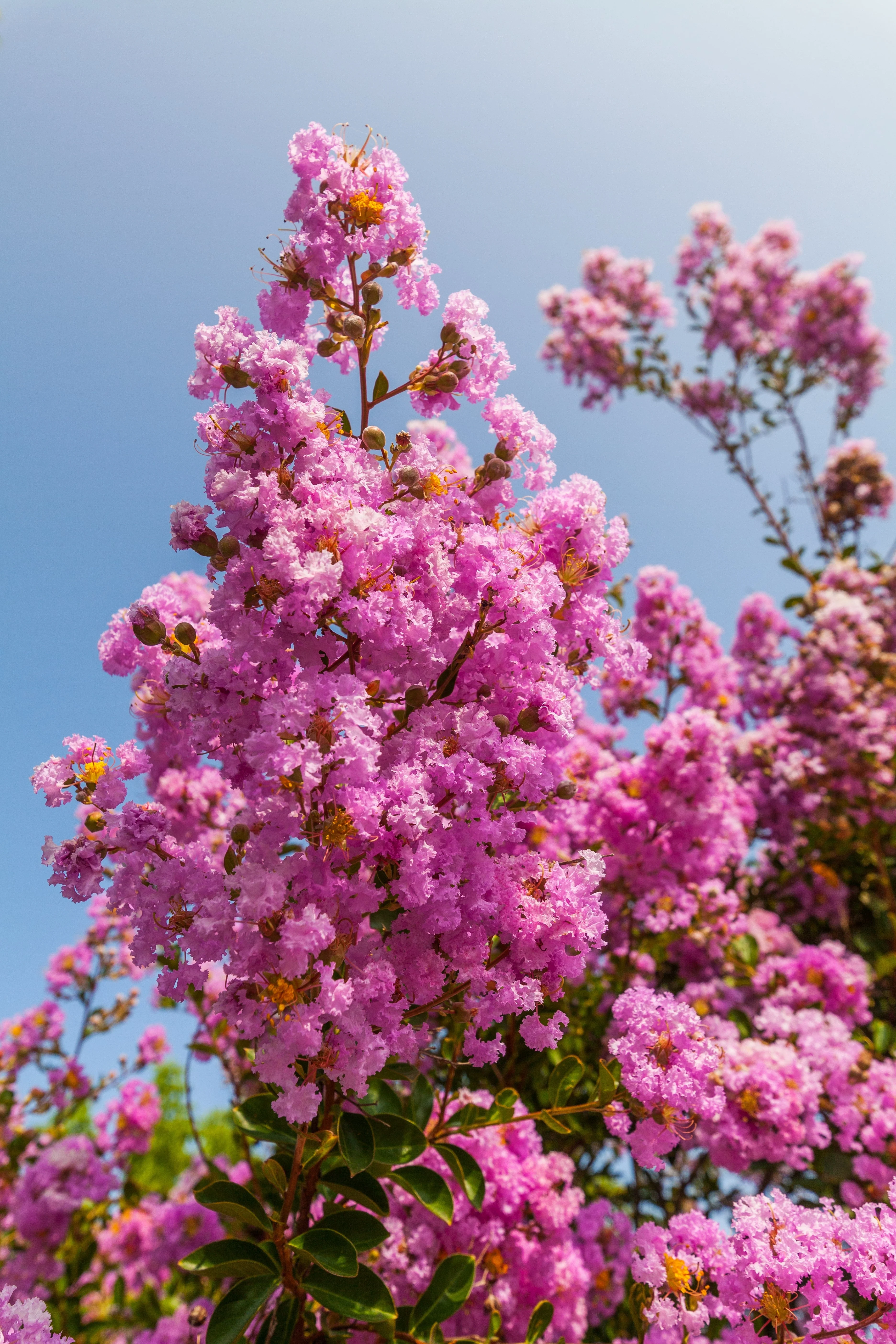 50 MIXED CREPE MYRTLE Lagerstroemia Indica Tree Shrub Crape  6 Color Mix - Red, Purple, Light Pink, Dark Pink, White, & Lilac Flower Seeds - Image 20