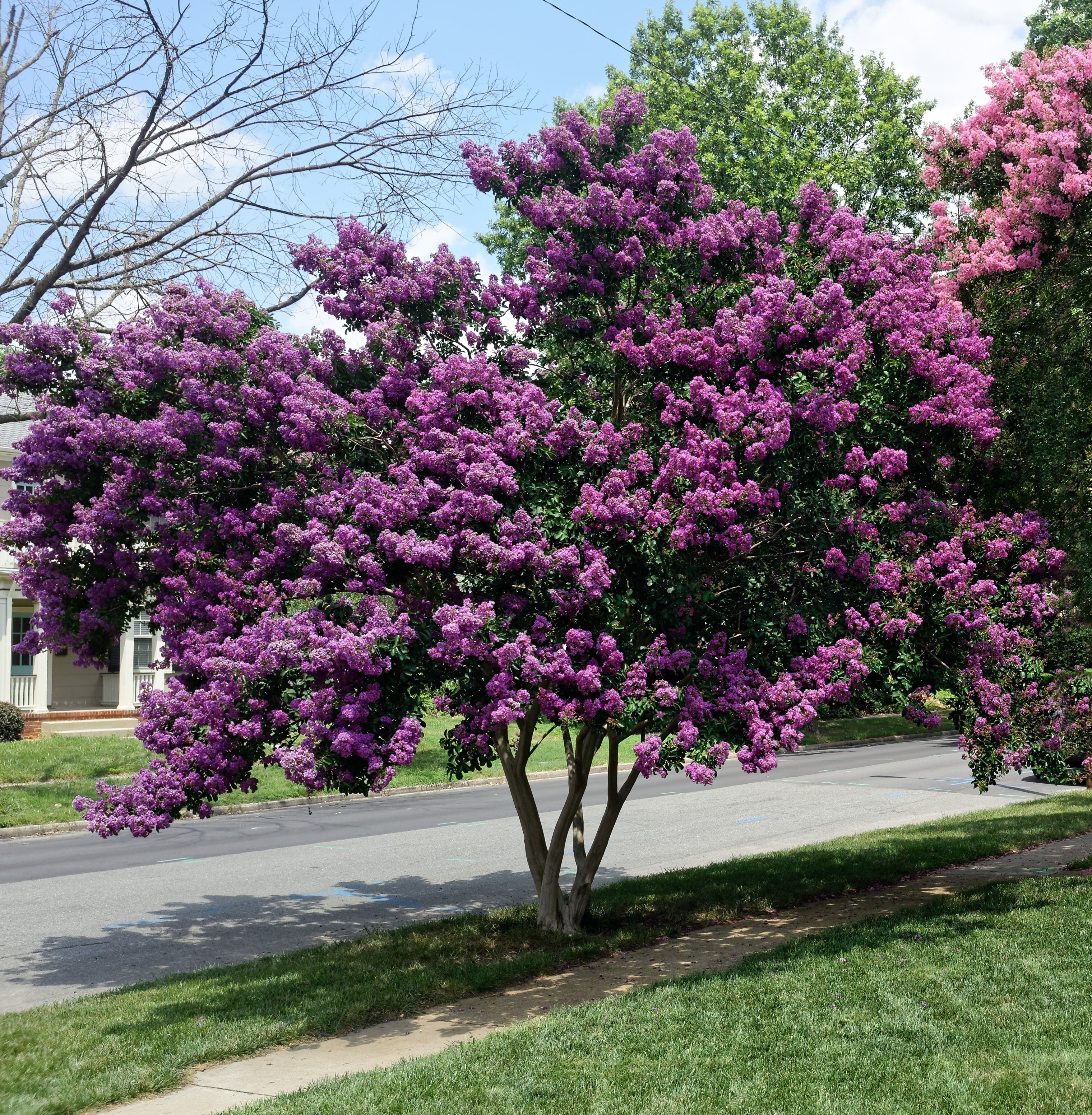 50 MIXED CREPE MYRTLE Lagerstroemia Indica Tree Shrub Crape  6 Color Mix - Red, Purple, Light Pink, Dark Pink, White, & Lilac Flower Seeds - Image 3