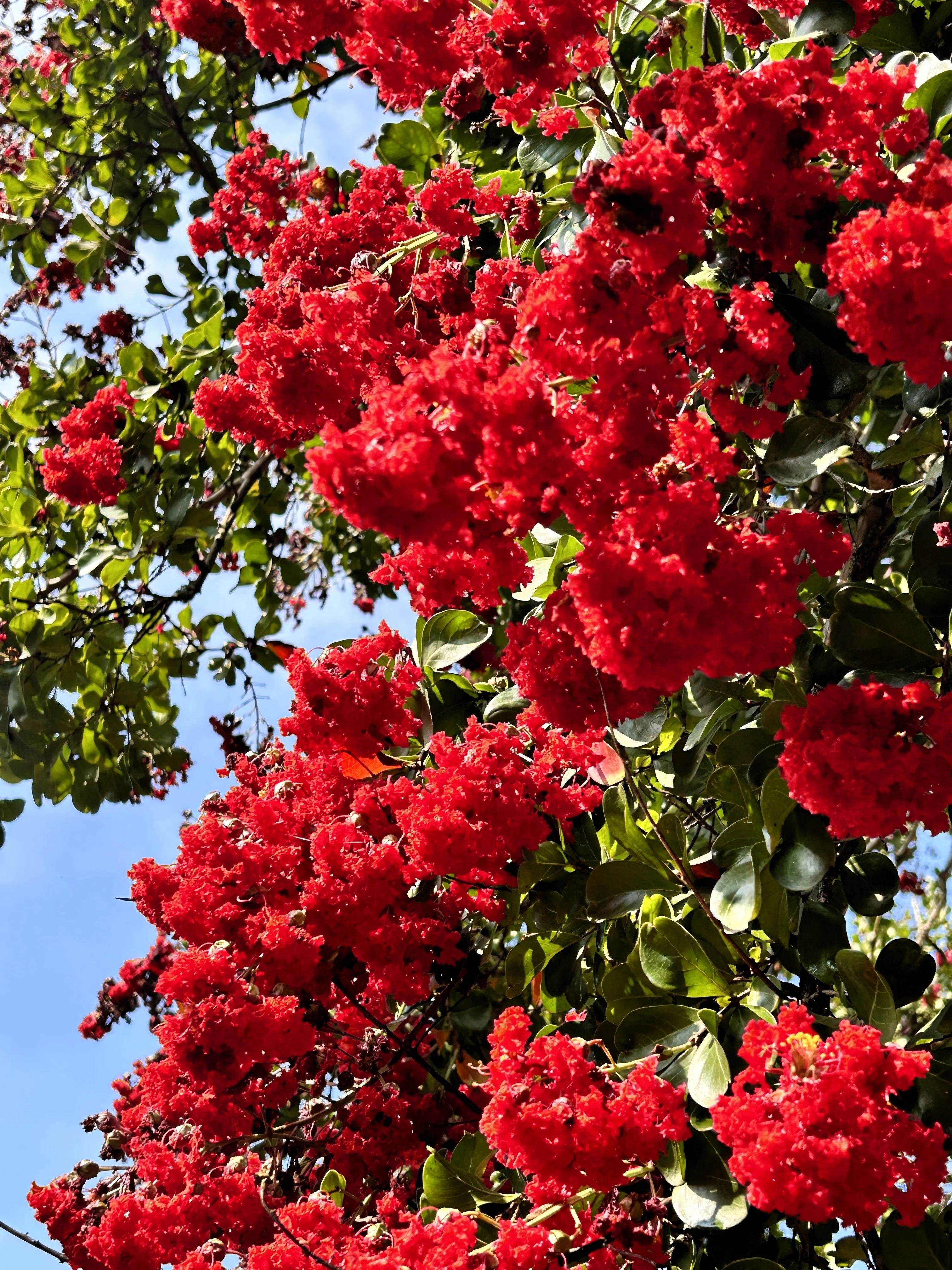 50 MIXED CREPE MYRTLE Lagerstroemia Indica Tree Shrub Crape  6 Color Mix - Red, Purple, Light Pink, Dark Pink, White, & Lilac Flower Seeds - Image 4