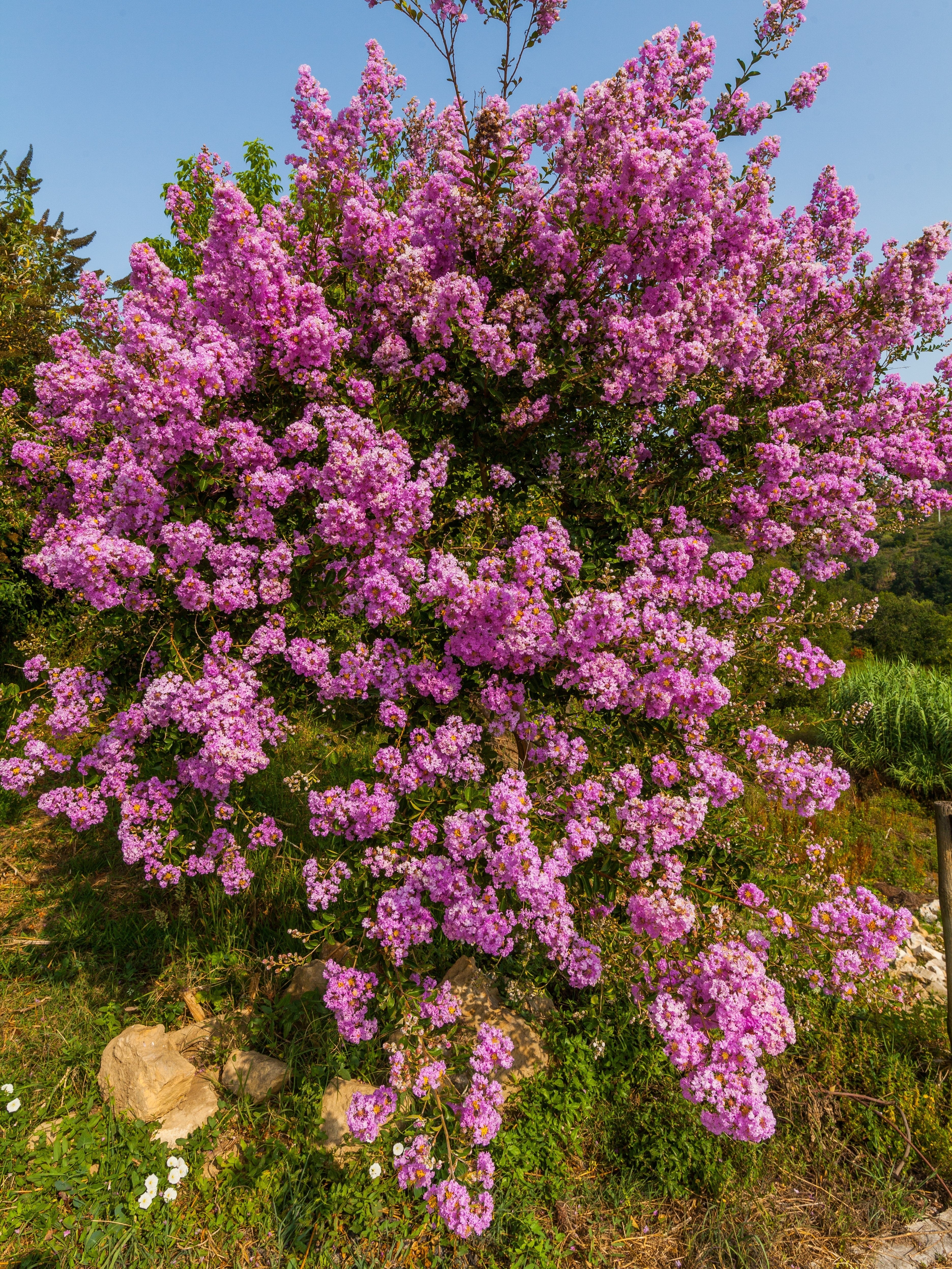 50 MIXED CREPE MYRTLE Lagerstroemia Indica Tree Shrub Crape  6 Color Mix - Red, Purple, Light Pink, Dark Pink, White, & Lilac Flower Seeds - Image 5