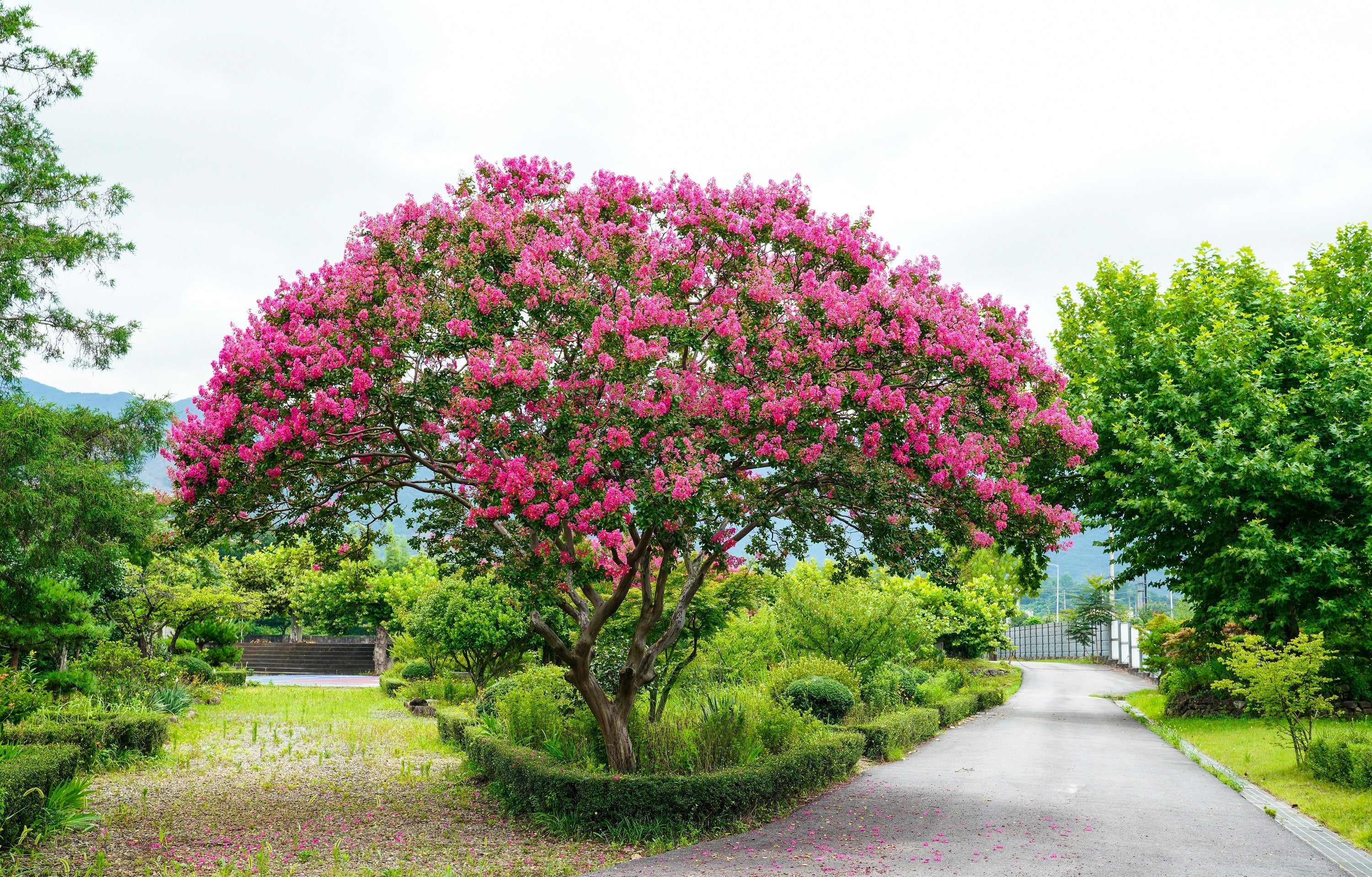 50 MIXED CREPE MYRTLE Lagerstroemia Indica Tree Shrub Crape  6 Color Mix - Red, Purple, Light Pink, Dark Pink, White, & Lilac Flower Seeds - Image 6