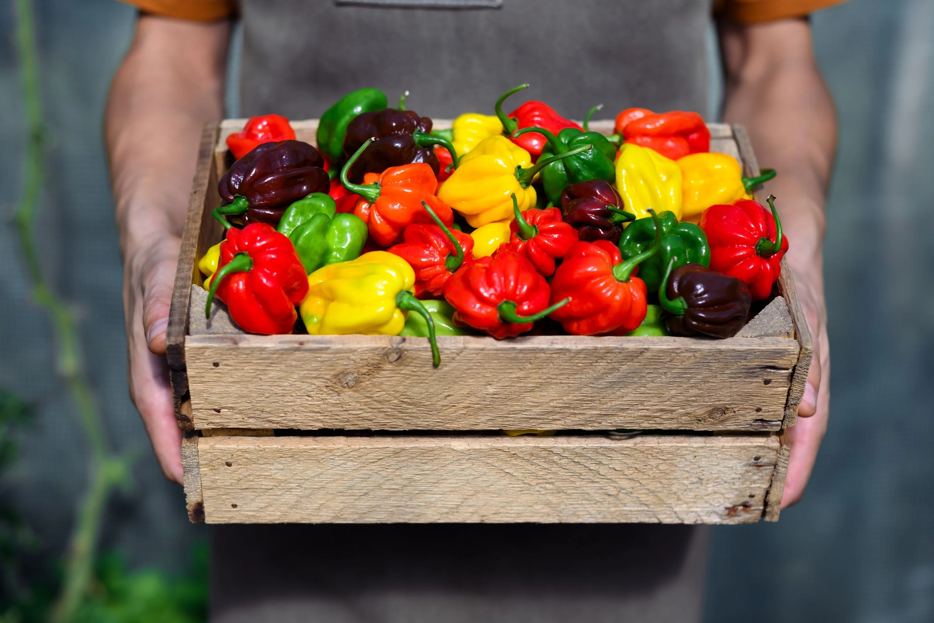 50 Mixed HOT HABANERO PEPPER Red Orange White Brown Mix Capsicum Chinense Seeds - Image 3