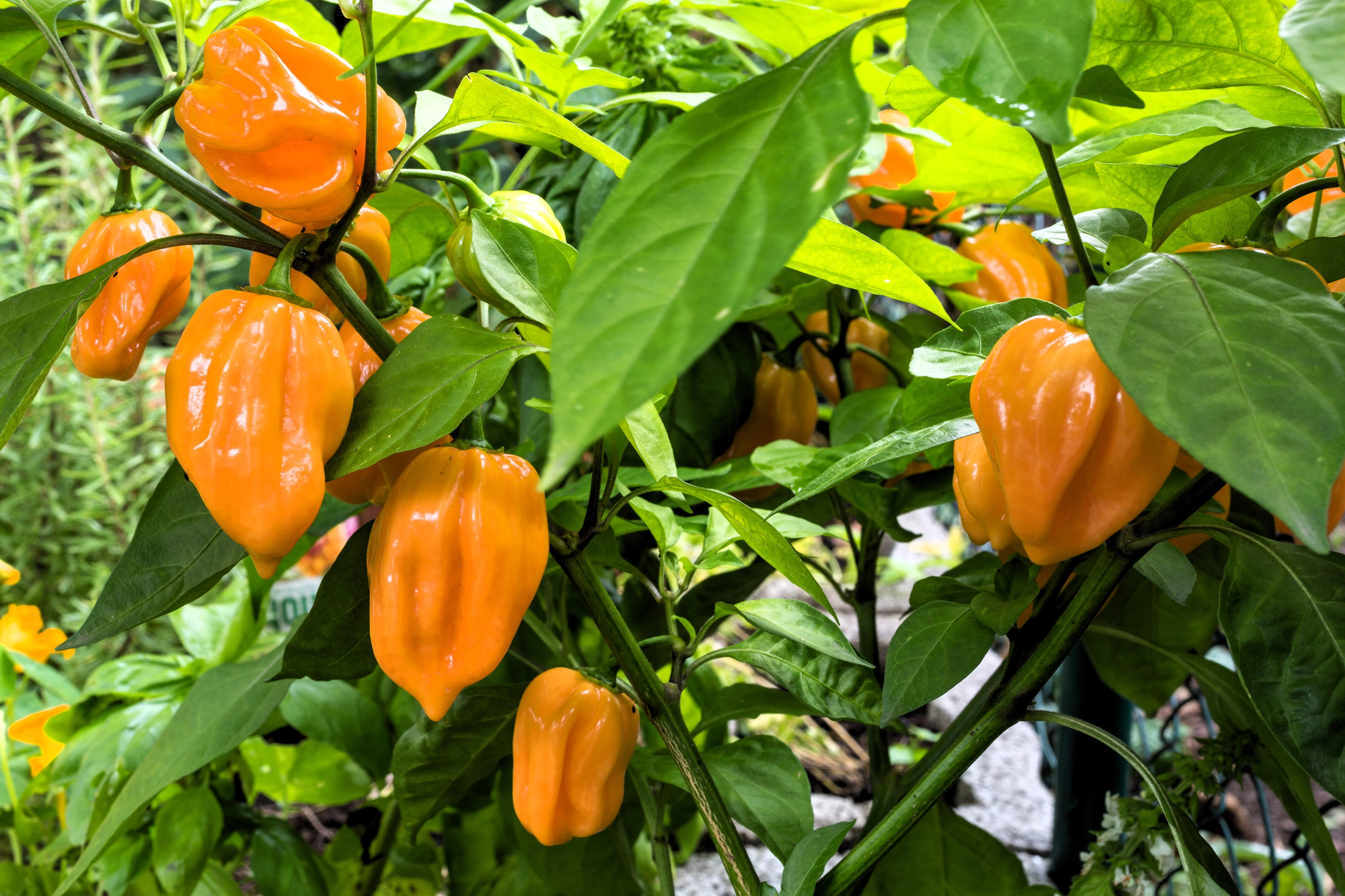 50 Mixed HOT HABANERO PEPPER Red Orange White Brown Mix Capsicum Chinense Seeds - Image 4