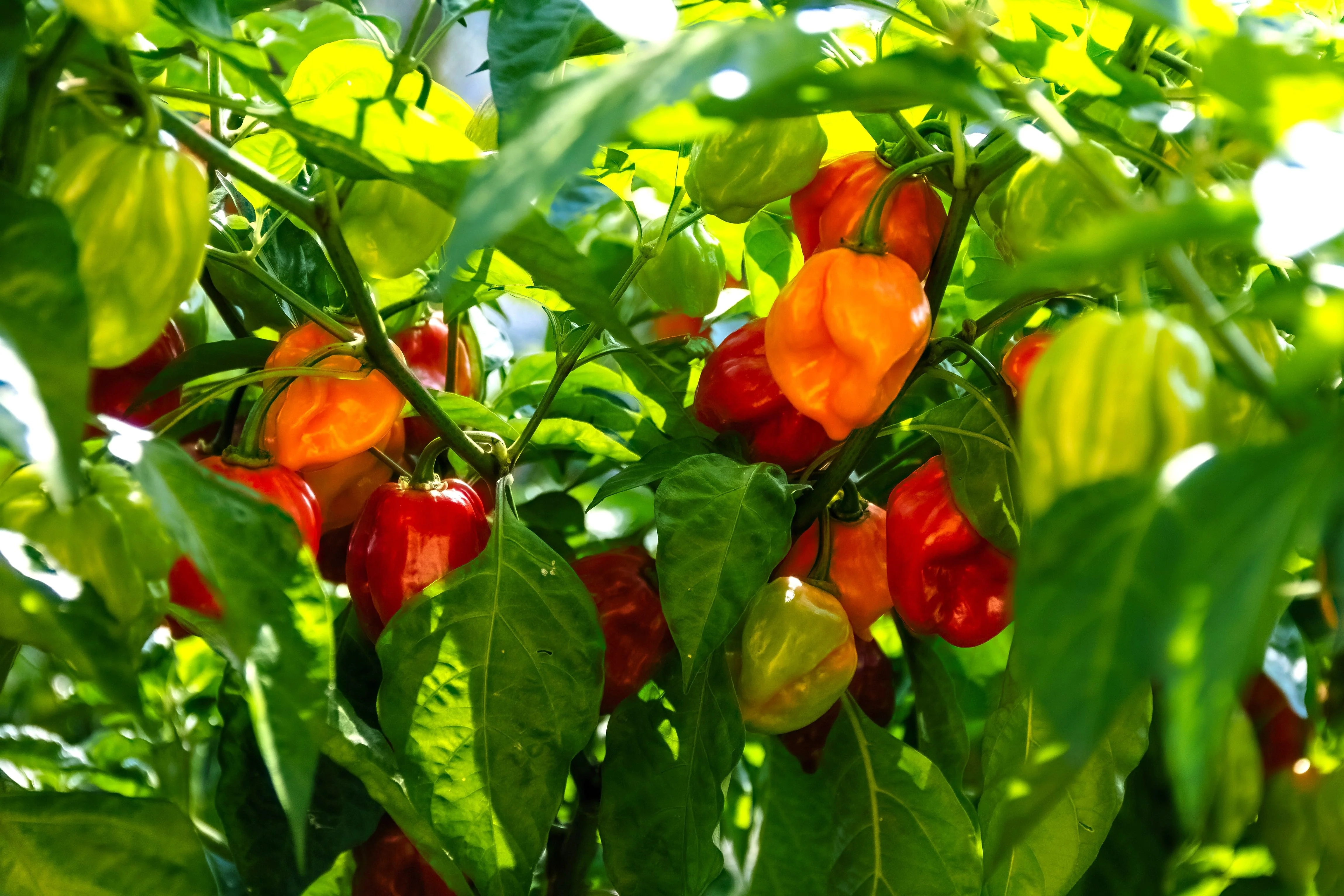 50 Mixed HOT HABANERO PEPPER Red Orange White Brown Mix Capsicum Chinense Seeds - Image 6