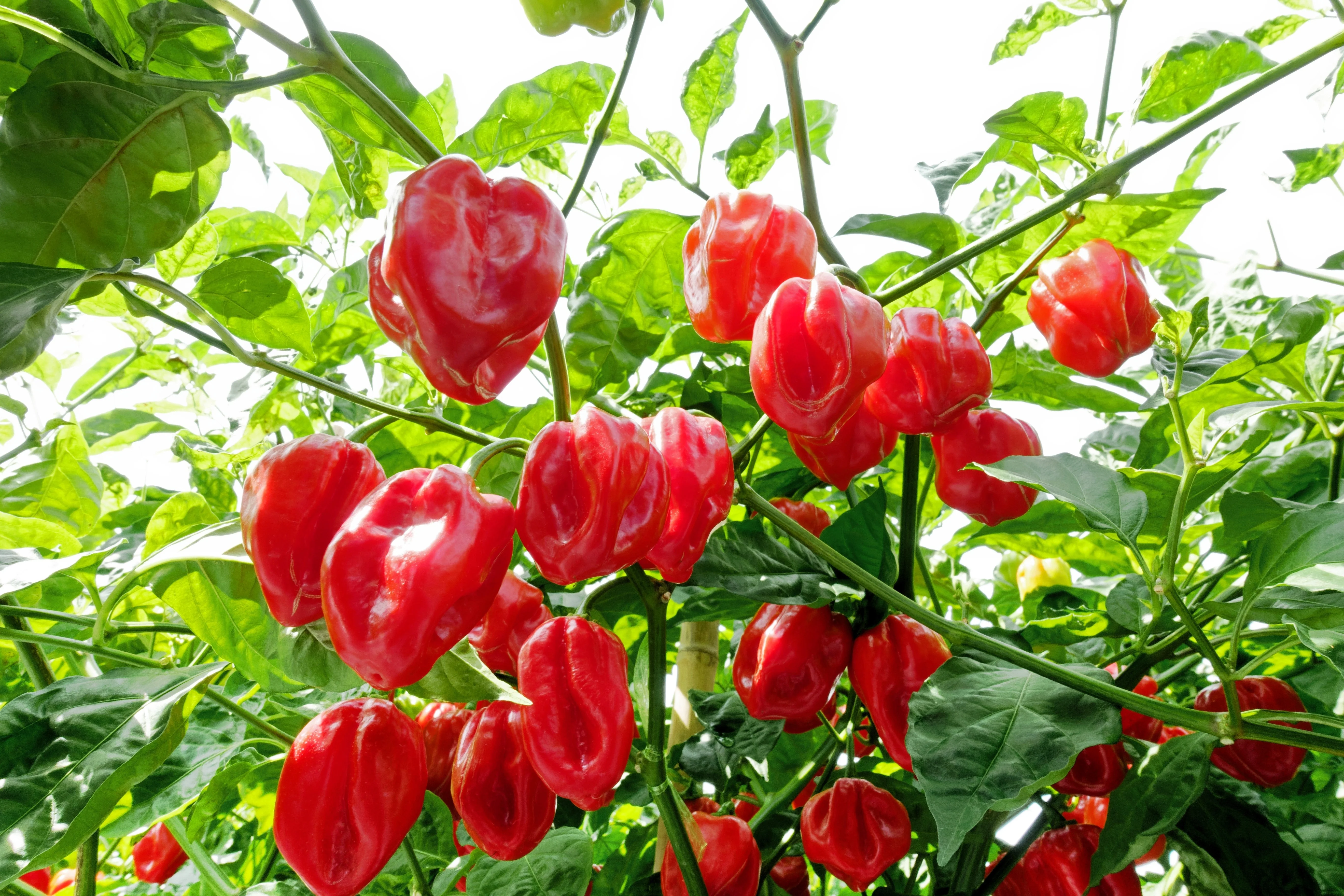 50 Mixed HOT HABANERO PEPPER Red Orange White Brown Mix Capsicum Chinense Seeds - Image 8