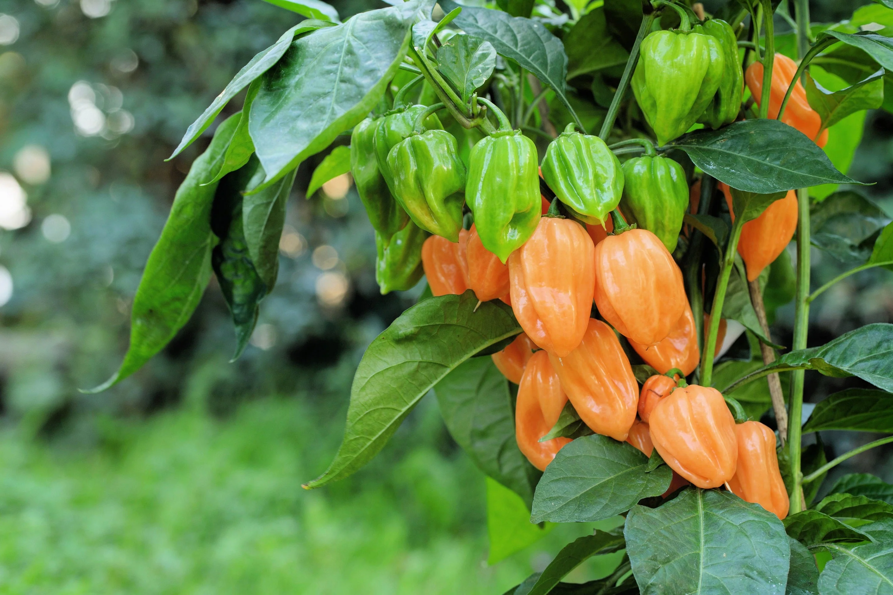 50 Mixed HOT HABANERO PEPPER Red Orange White Brown Mix Capsicum Chinense Seeds - Image 9