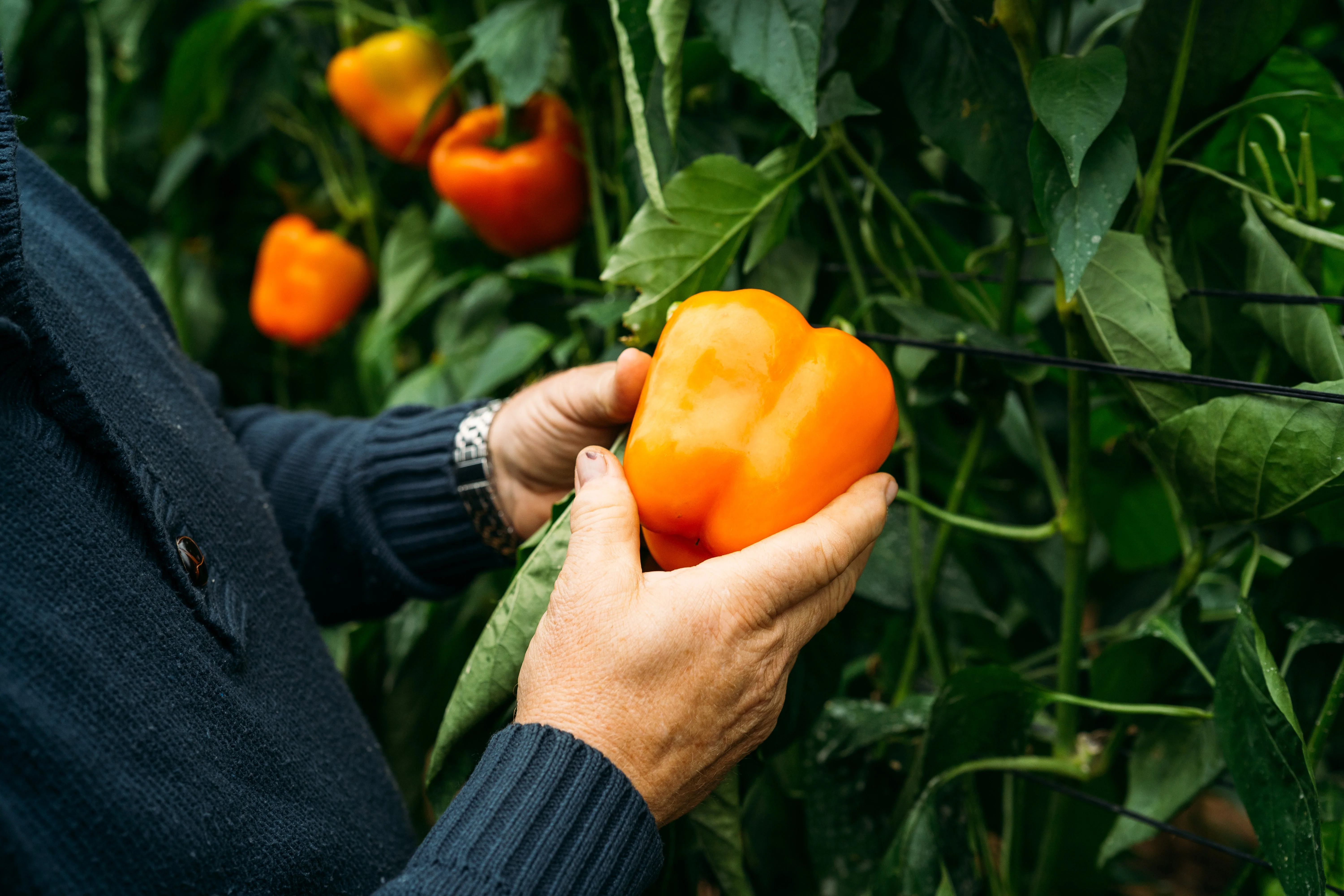 50 ORANGE Sun BELL PEPPER Sweet Capsicum Vegetable Seeds - Image 2