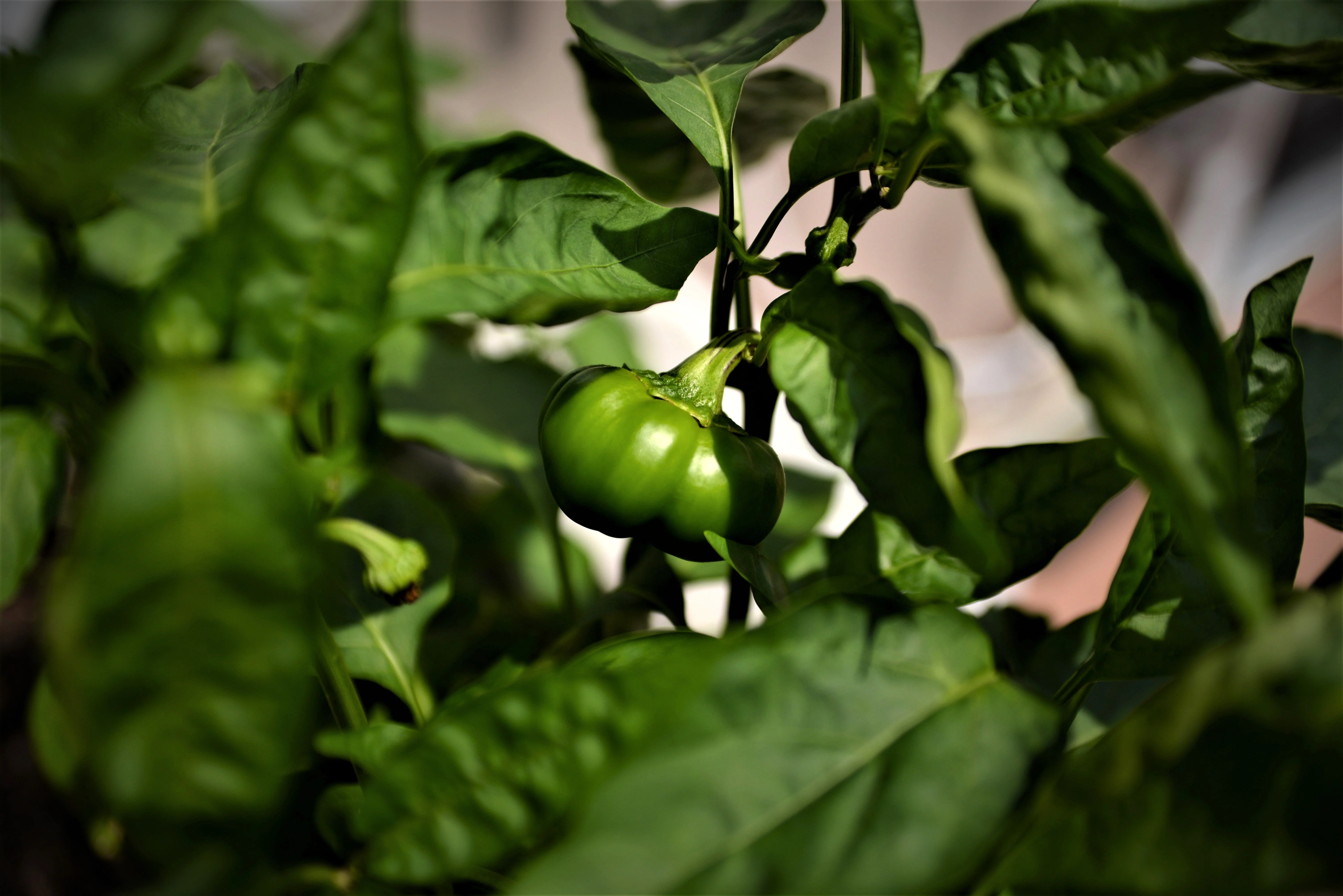50 Organic SHEEPNOSE PIMENTO PEPPER Sweet Red Pimiento Cheese Capsicum Annuum Seeds - Image 5