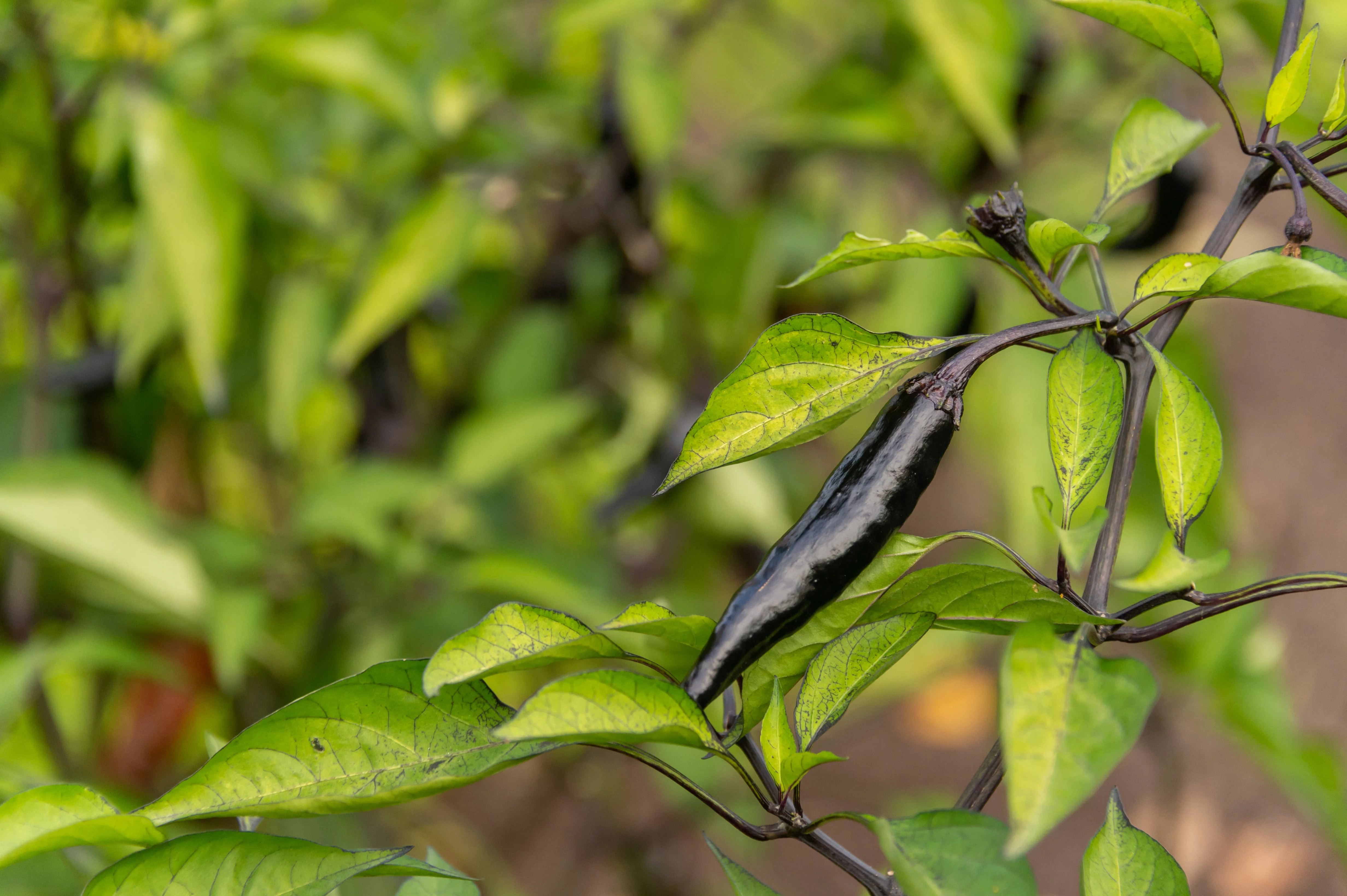 50 PASILLA BAJIO PEPPER Mexican Chile Negro Capsicum Annuum Vegetable Seeds - Image 2
