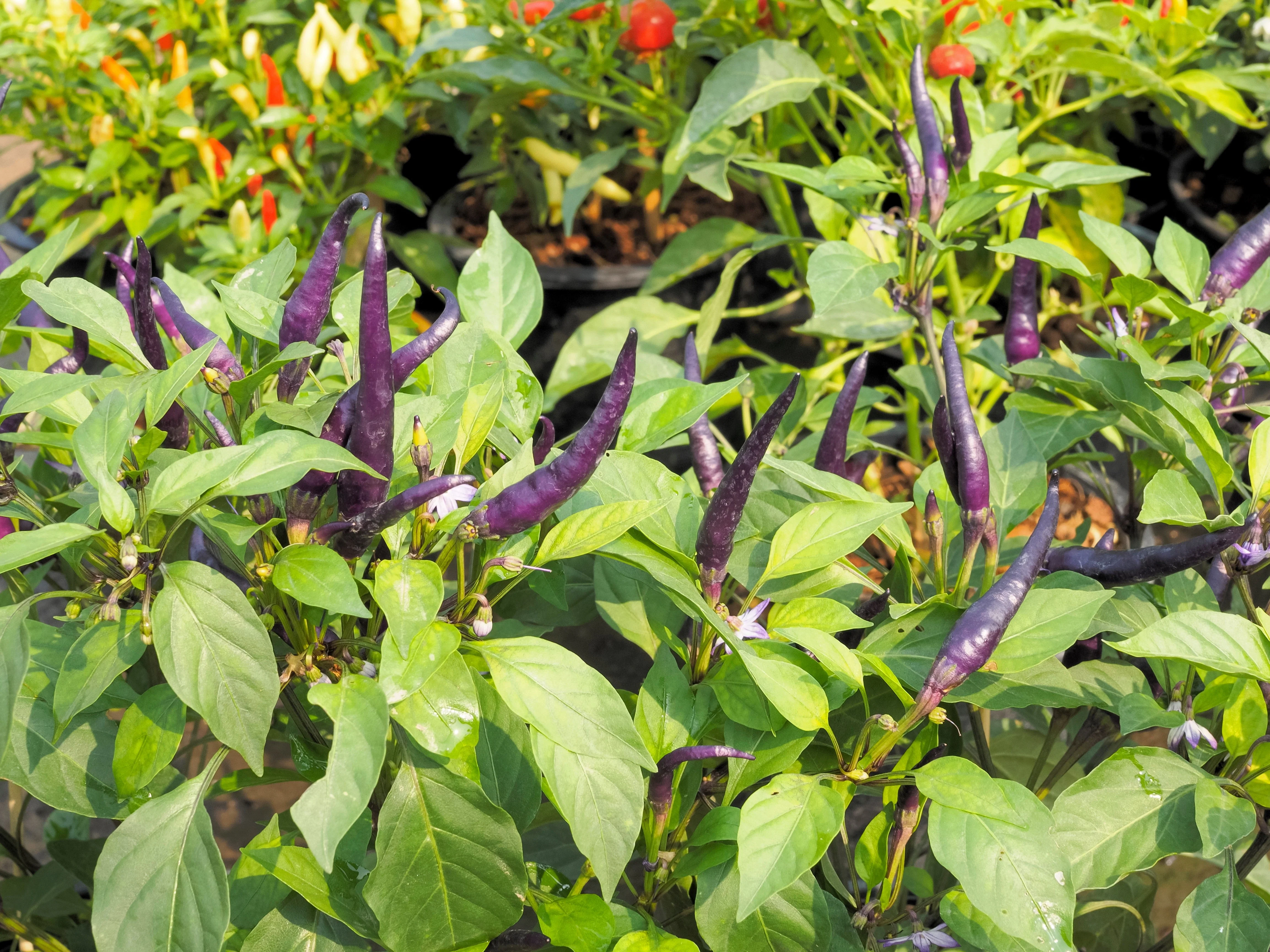 50 PURPLE CAYENNE PEPPER Capsicum Annuum Vegetable Seeds - Image 10