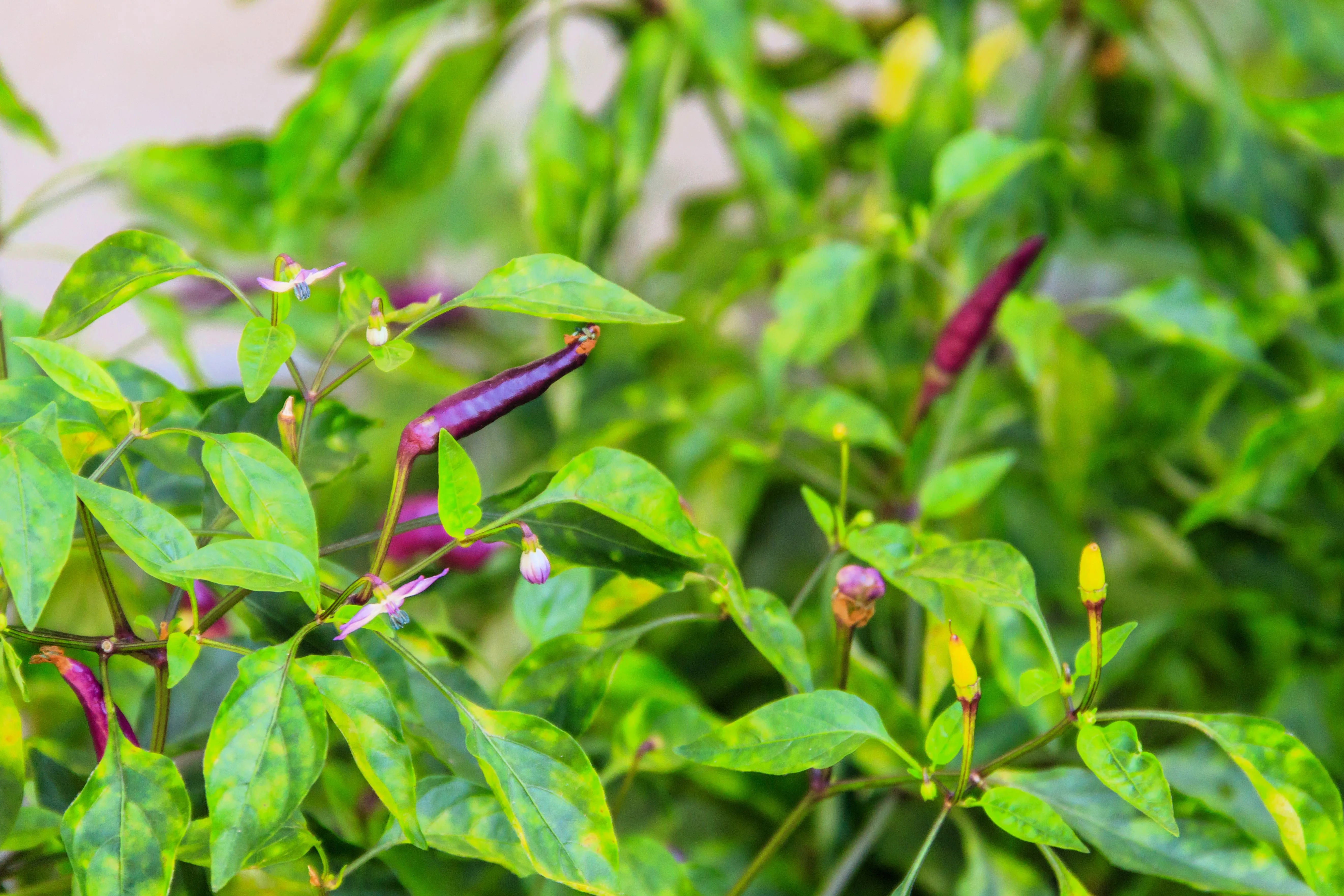 50 PURPLE CAYENNE PEPPER Capsicum Annuum Vegetable Seeds - Image 5