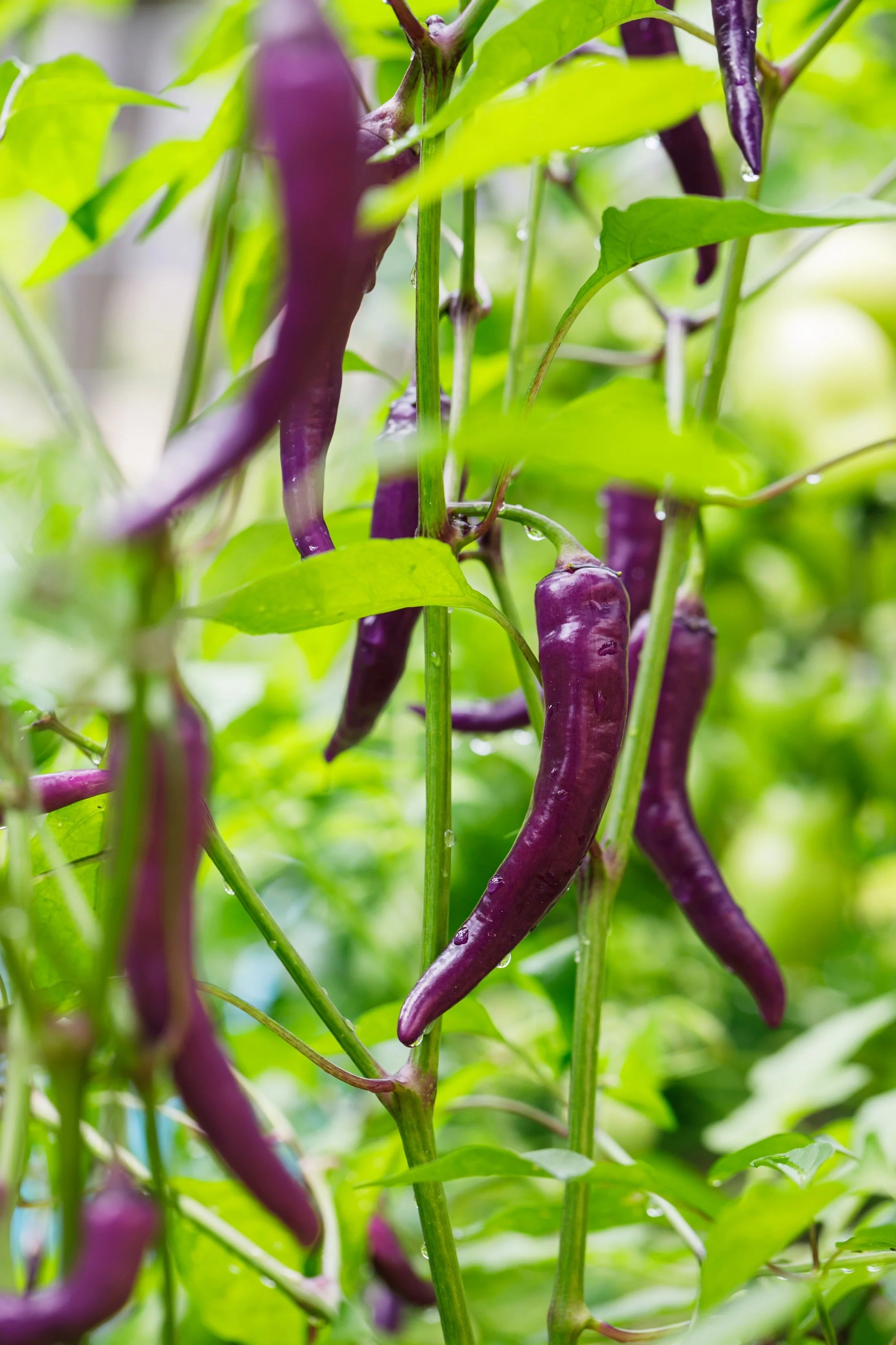50 PURPLE CAYENNE PEPPER Capsicum Annuum Vegetable Seeds - Image 6