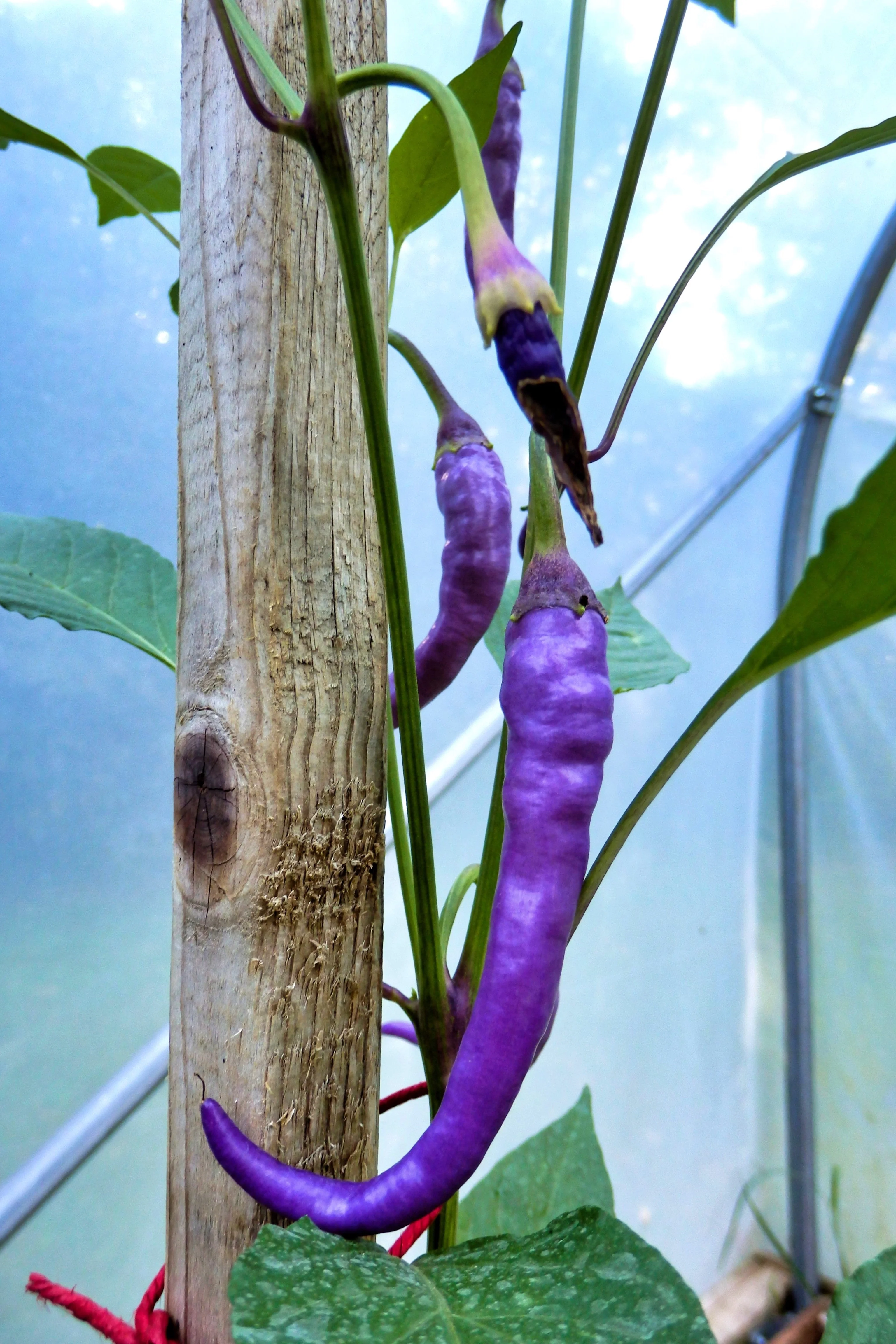 50 PURPLE CAYENNE PEPPER Capsicum Annuum Vegetable Seeds - Image 7
