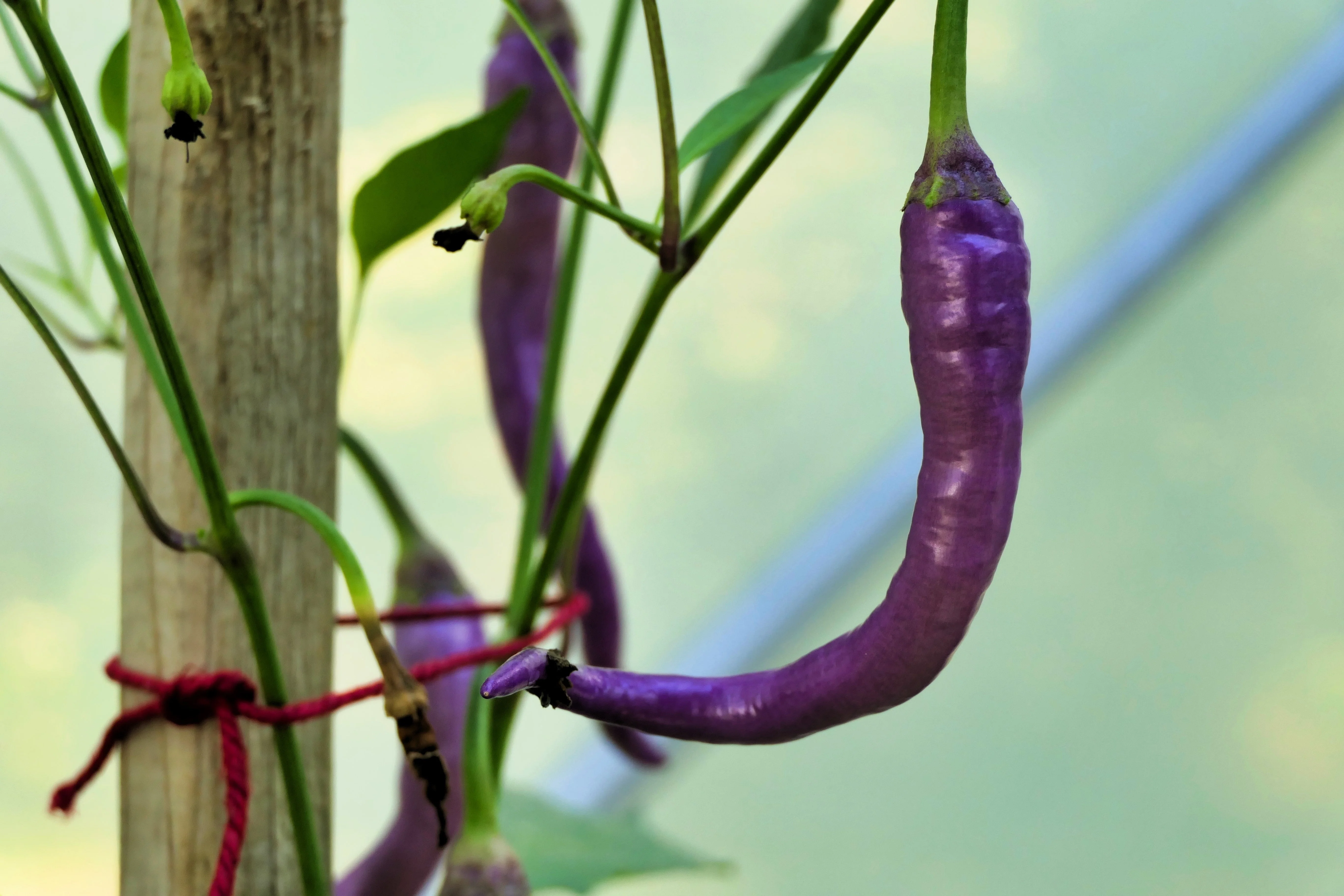 50 PURPLE CAYENNE PEPPER Capsicum Annuum Vegetable Seeds - Image 9