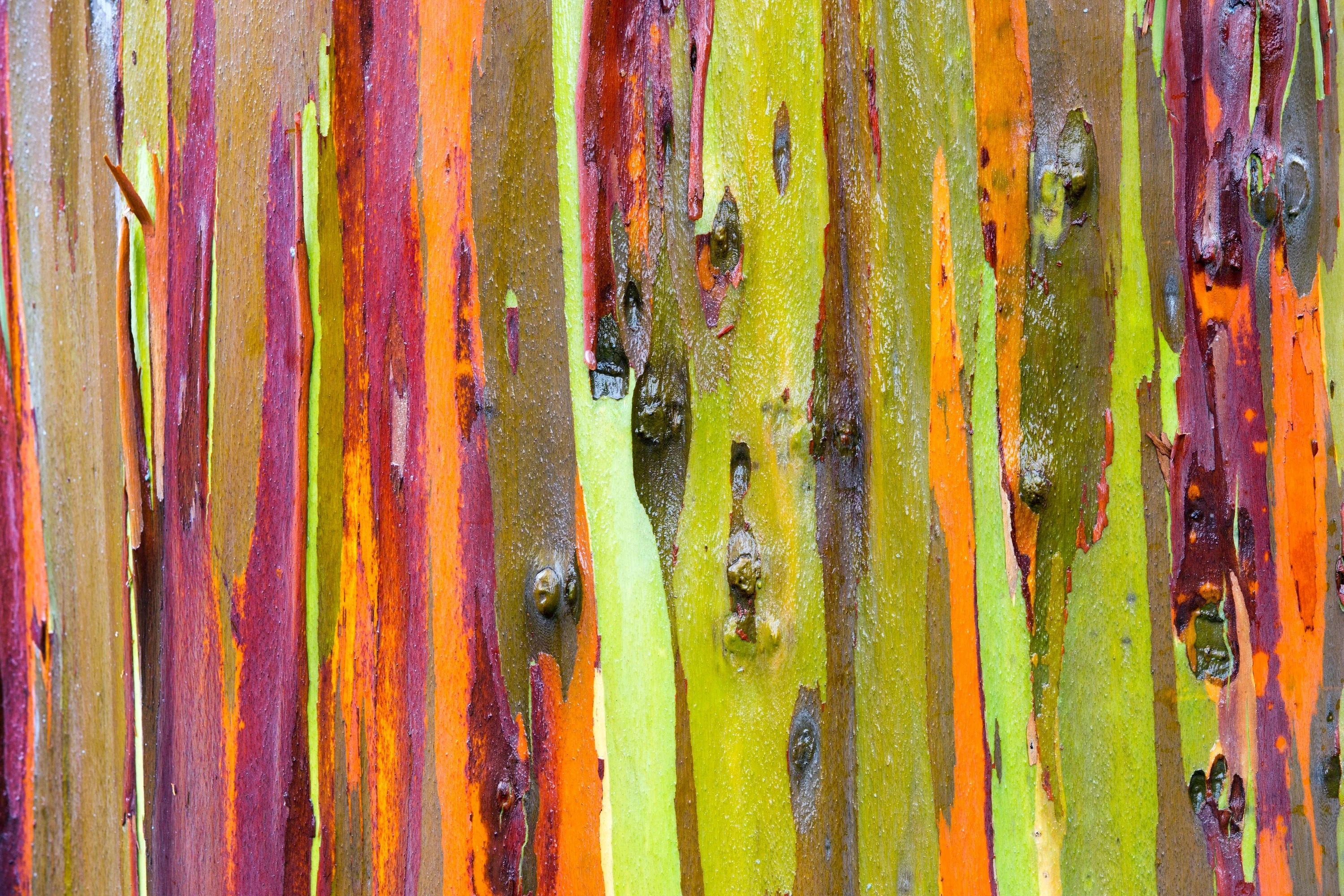 50 RAINBOW EUCALYPTUS Deglupta Gum Multicolor Bark Tree Seeds - Image 10