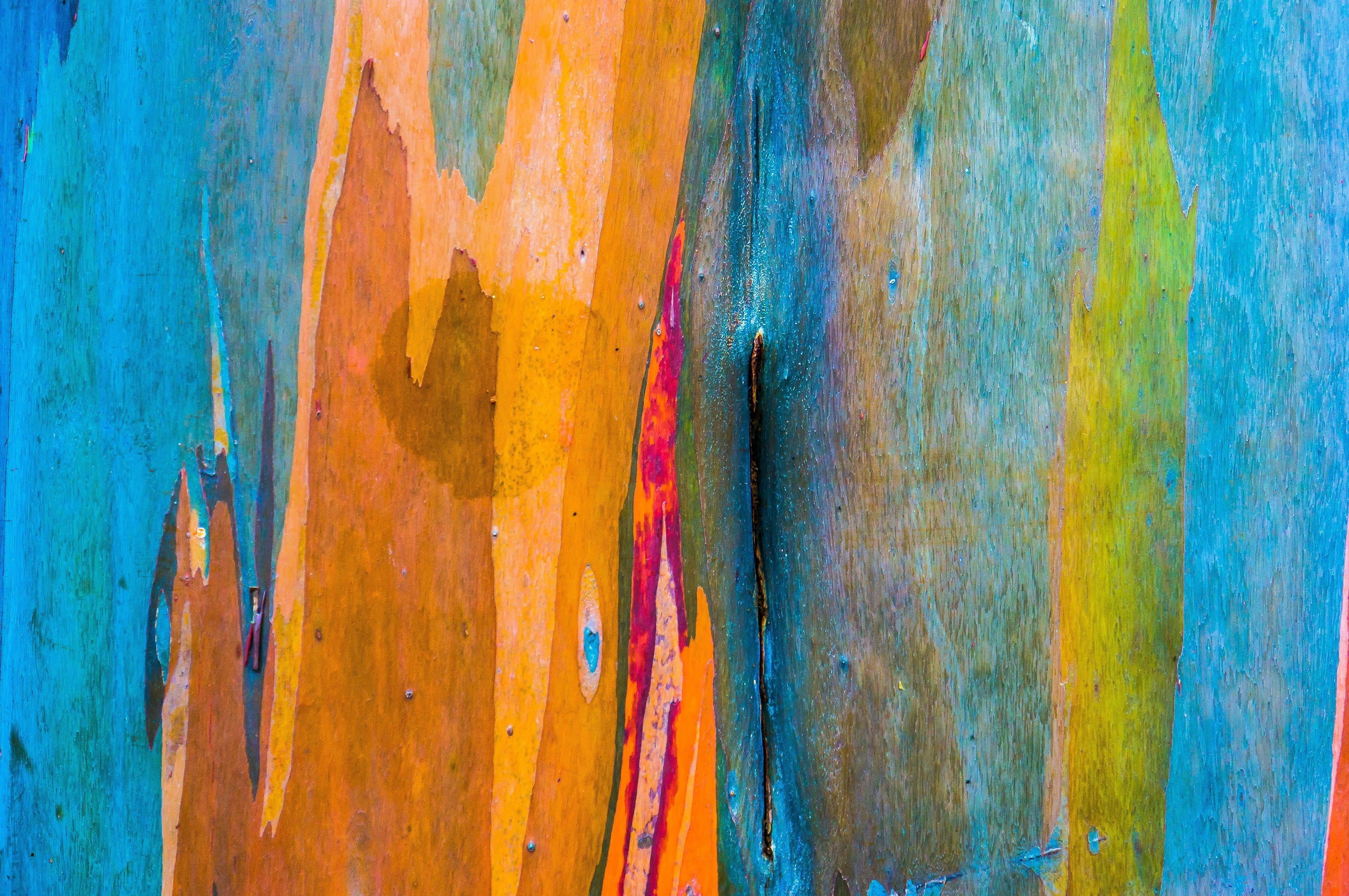 50 RAINBOW EUCALYPTUS Deglupta Gum Multicolor Bark Tree Seeds - Image 11