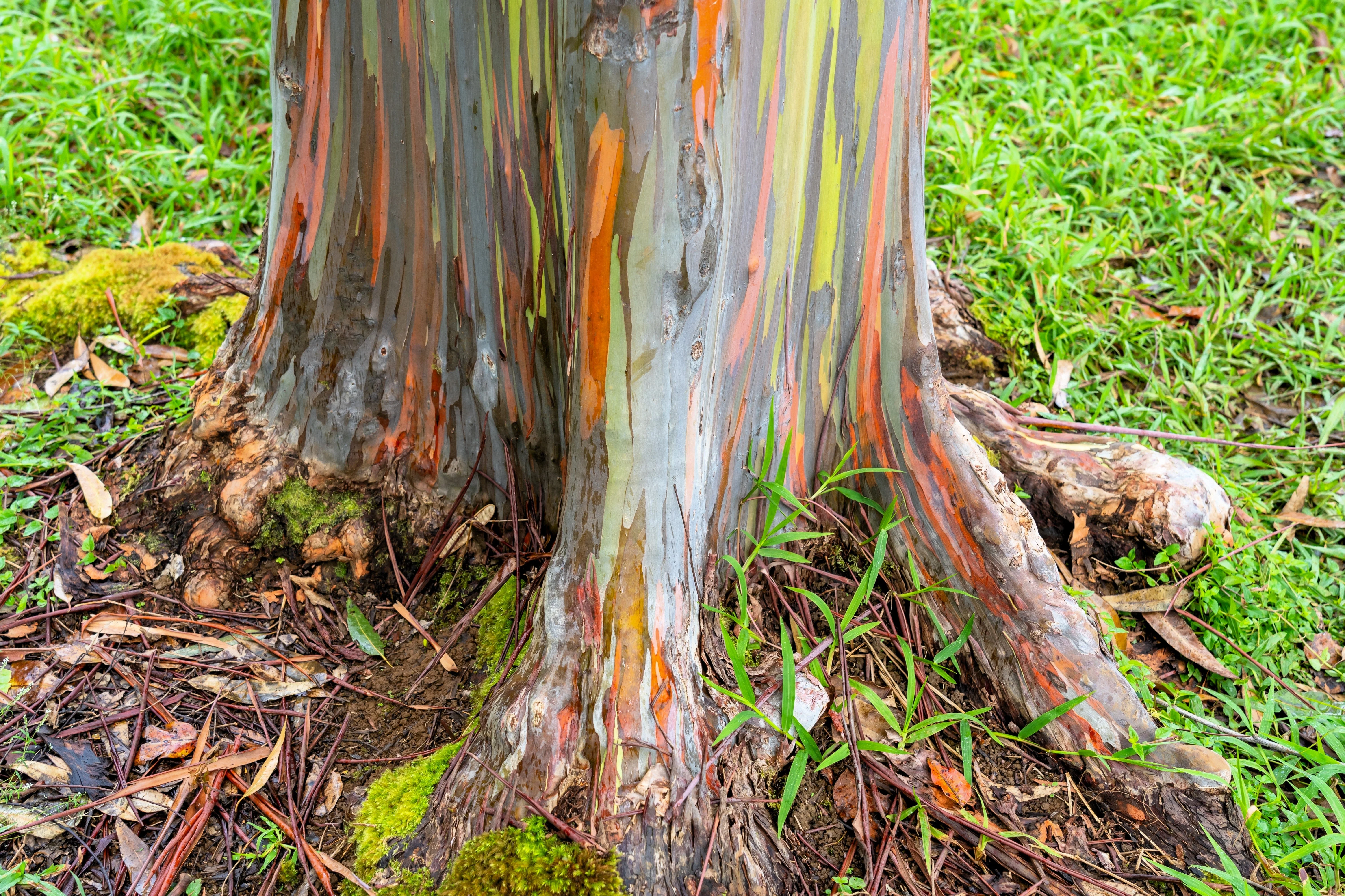 50 RAINBOW EUCALYPTUS Deglupta Gum Multicolor Bark Tree Seeds - Image 12