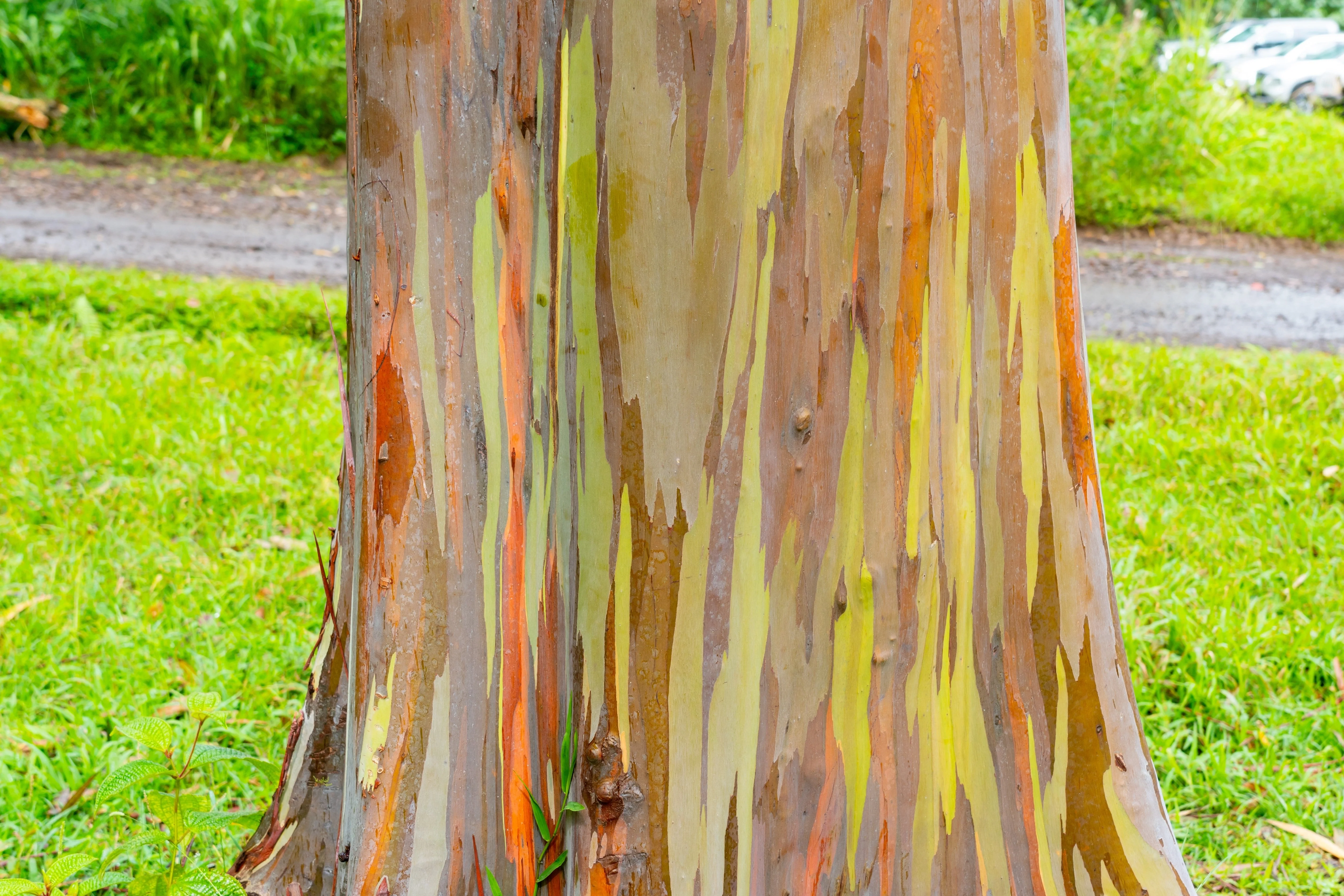 50 RAINBOW EUCALYPTUS Deglupta Gum Multicolor Bark Tree Seeds - Image 13