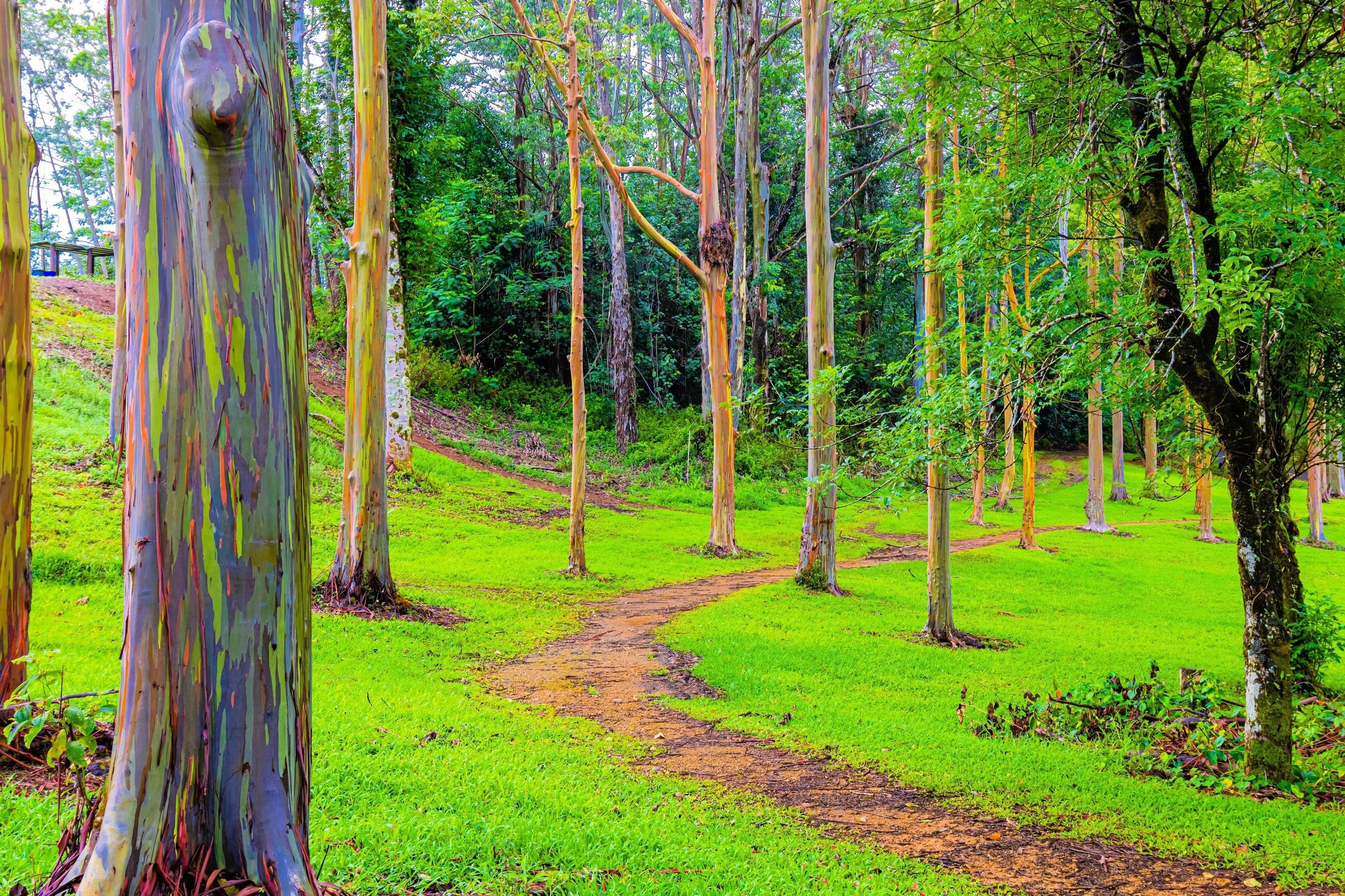 50 RAINBOW EUCALYPTUS Deglupta Gum Multicolor Bark Tree Seeds - Image 14