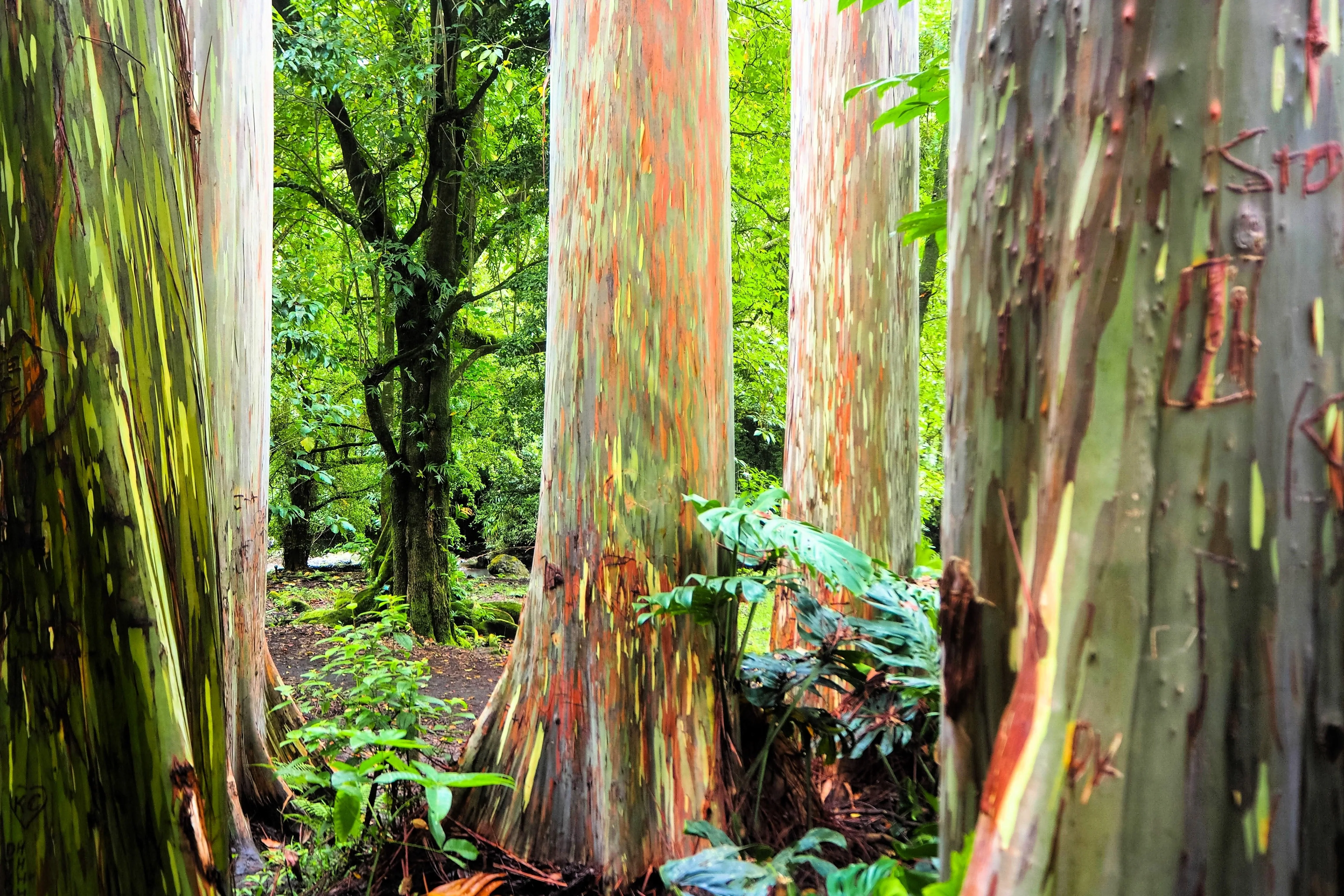 50 RAINBOW EUCALYPTUS Deglupta Gum Multicolor Bark Tree Seeds - Image 15