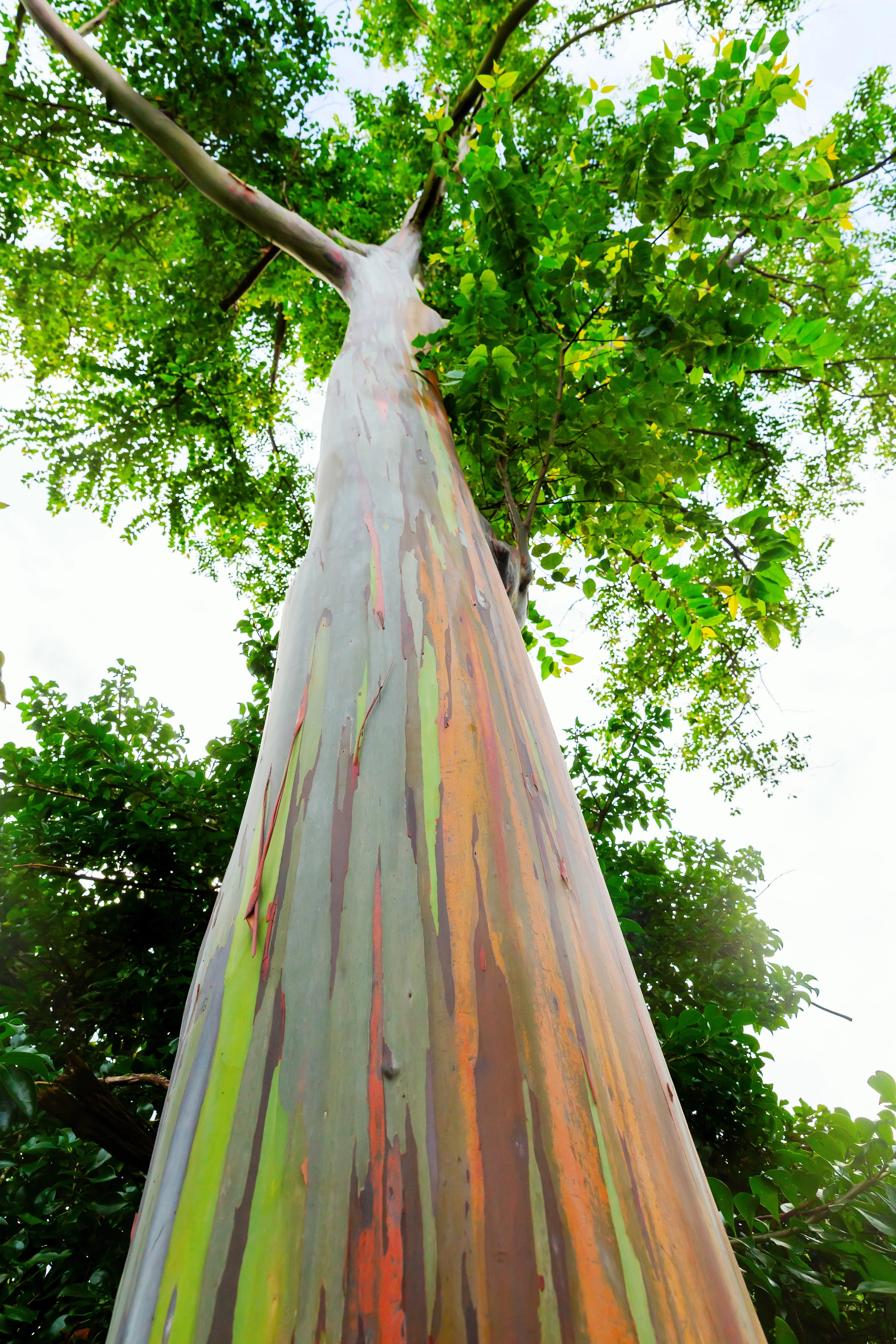 50 RAINBOW EUCALYPTUS Deglupta Gum Multicolor Bark Tree Seeds - Image 2