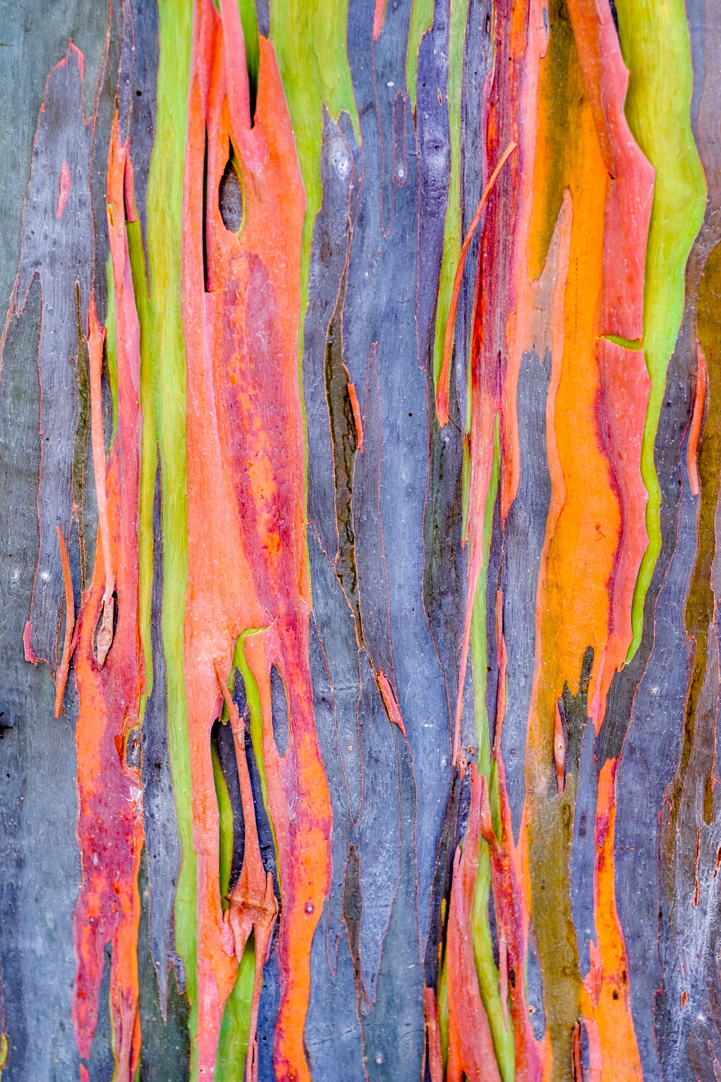 50 RAINBOW EUCALYPTUS Deglupta Gum Multicolor Bark Tree Seeds - Image 3