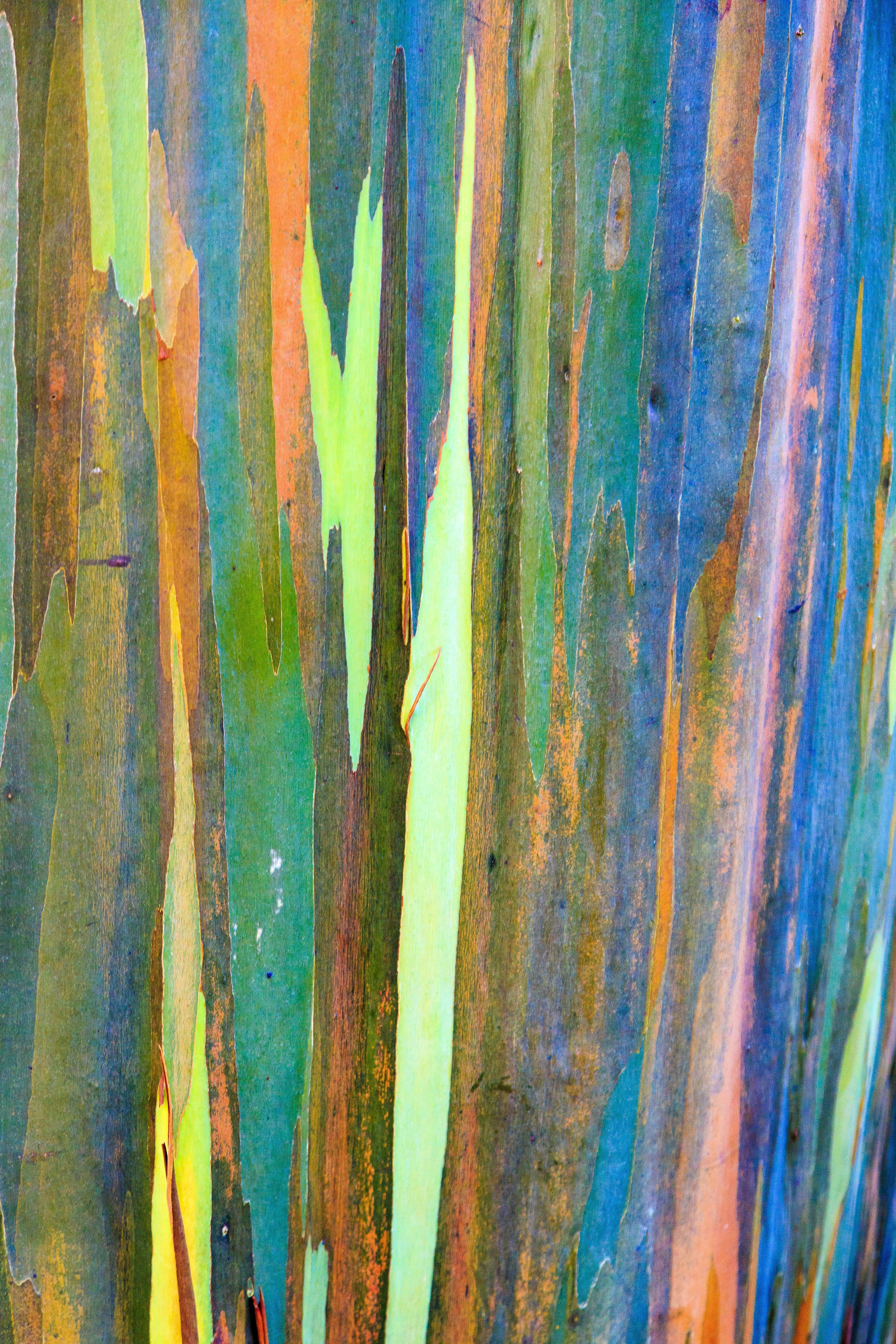 50 RAINBOW EUCALYPTUS Deglupta Gum Multicolor Bark Tree Seeds - Image 4