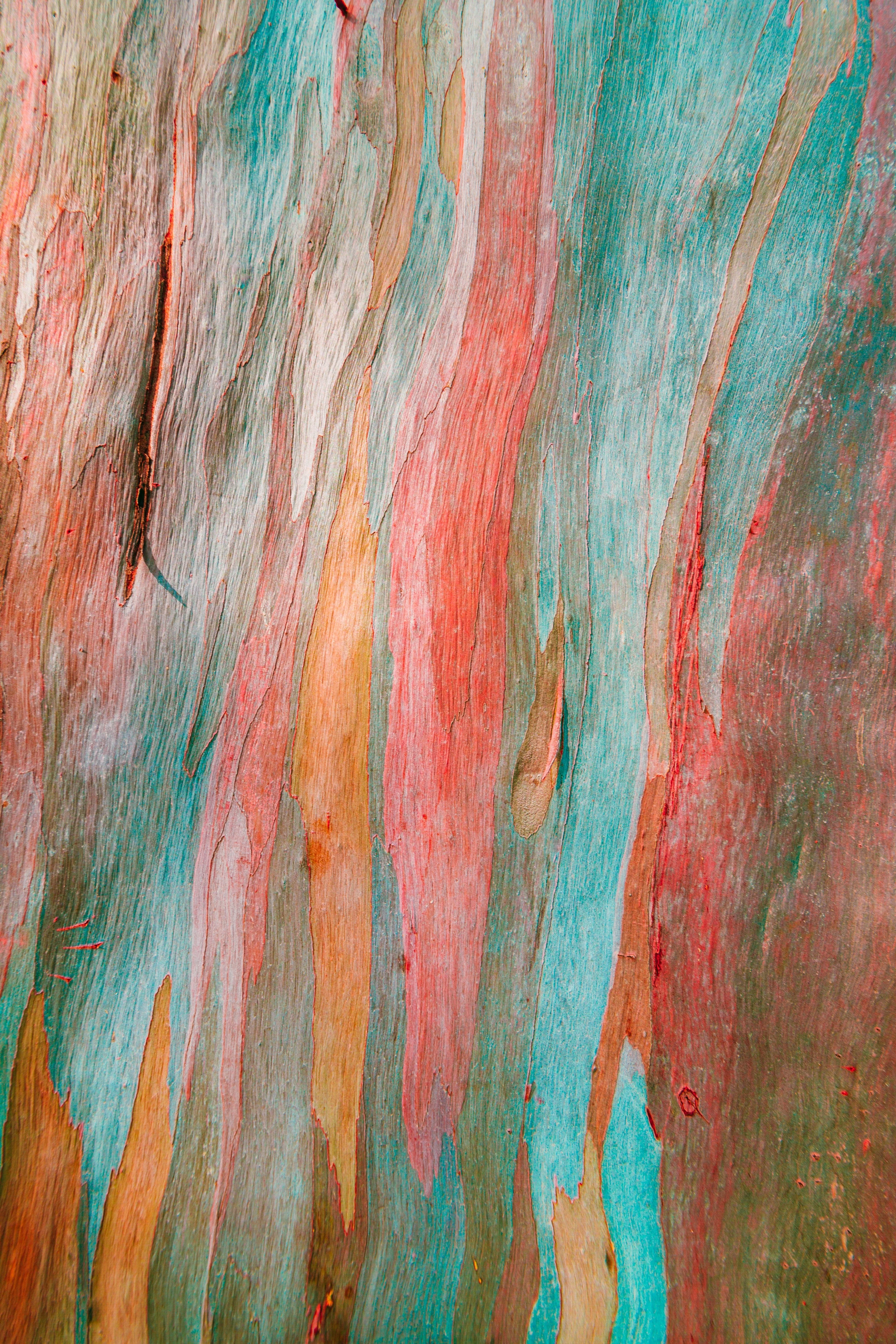 50 RAINBOW EUCALYPTUS Deglupta Gum Multicolor Bark Tree Seeds - Image 5