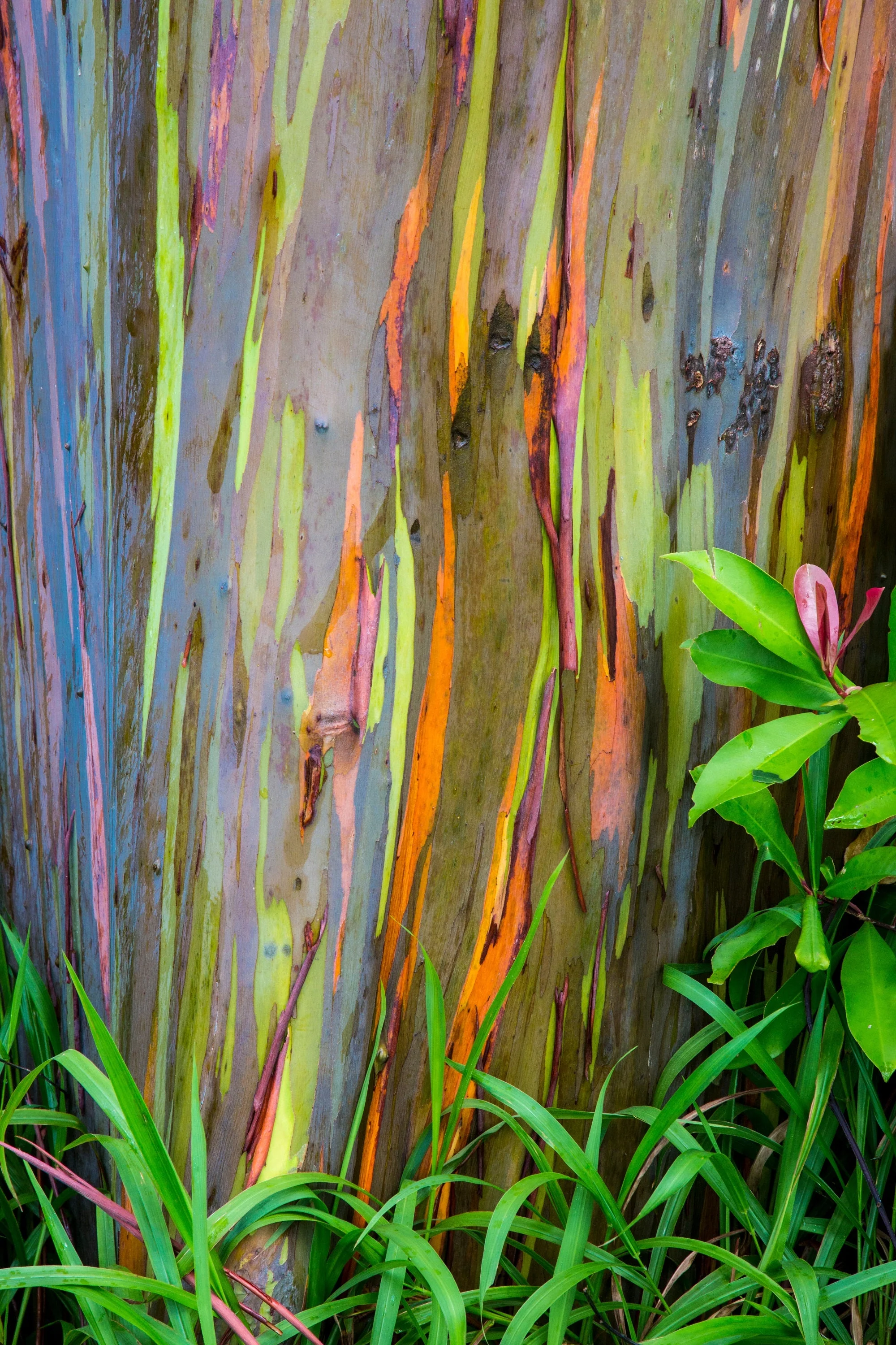 50 RAINBOW EUCALYPTUS Deglupta Gum Multicolor Bark Tree Seeds - Image 6