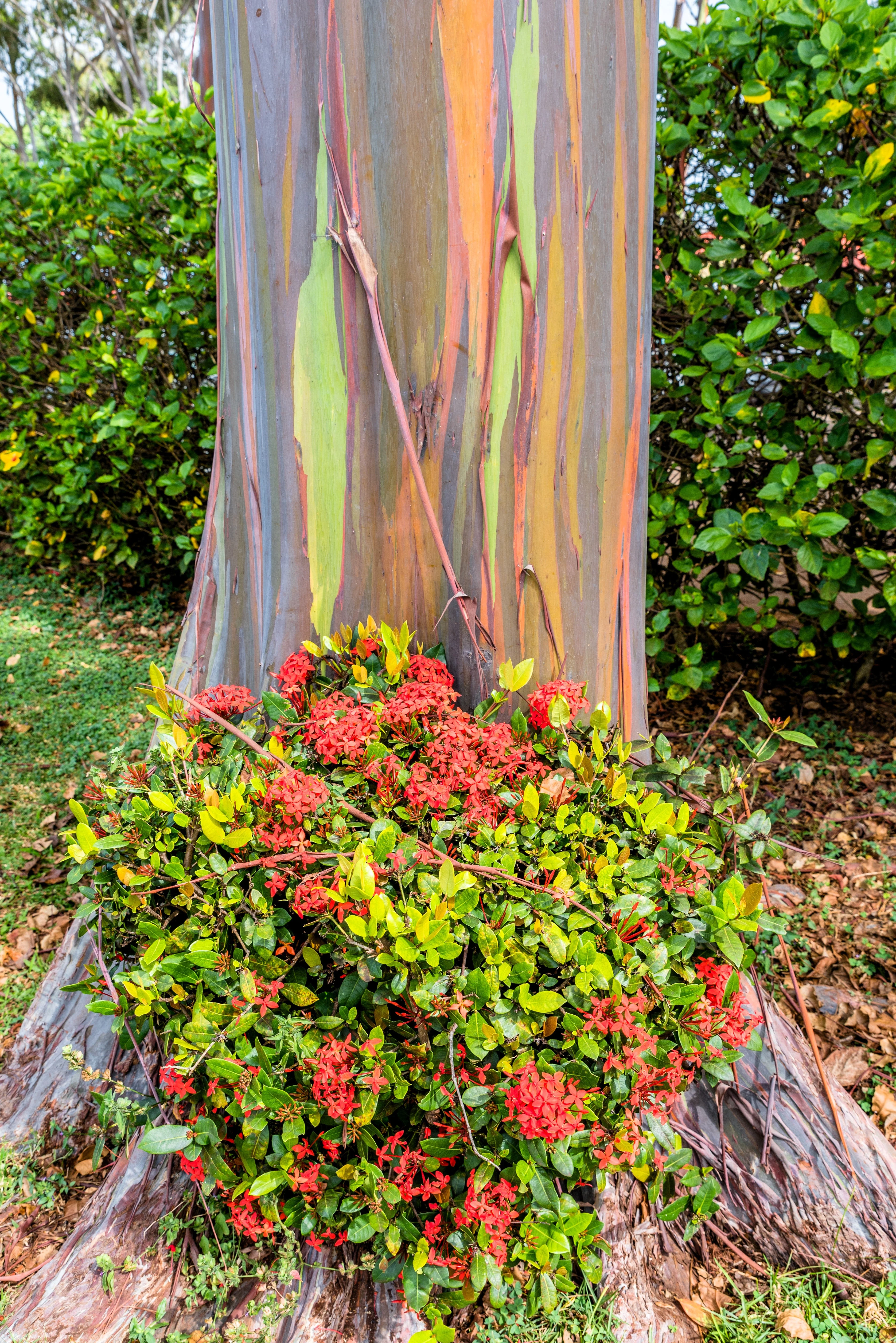 50 RAINBOW EUCALYPTUS Deglupta Gum Multicolor Bark Tree Seeds - Image 7