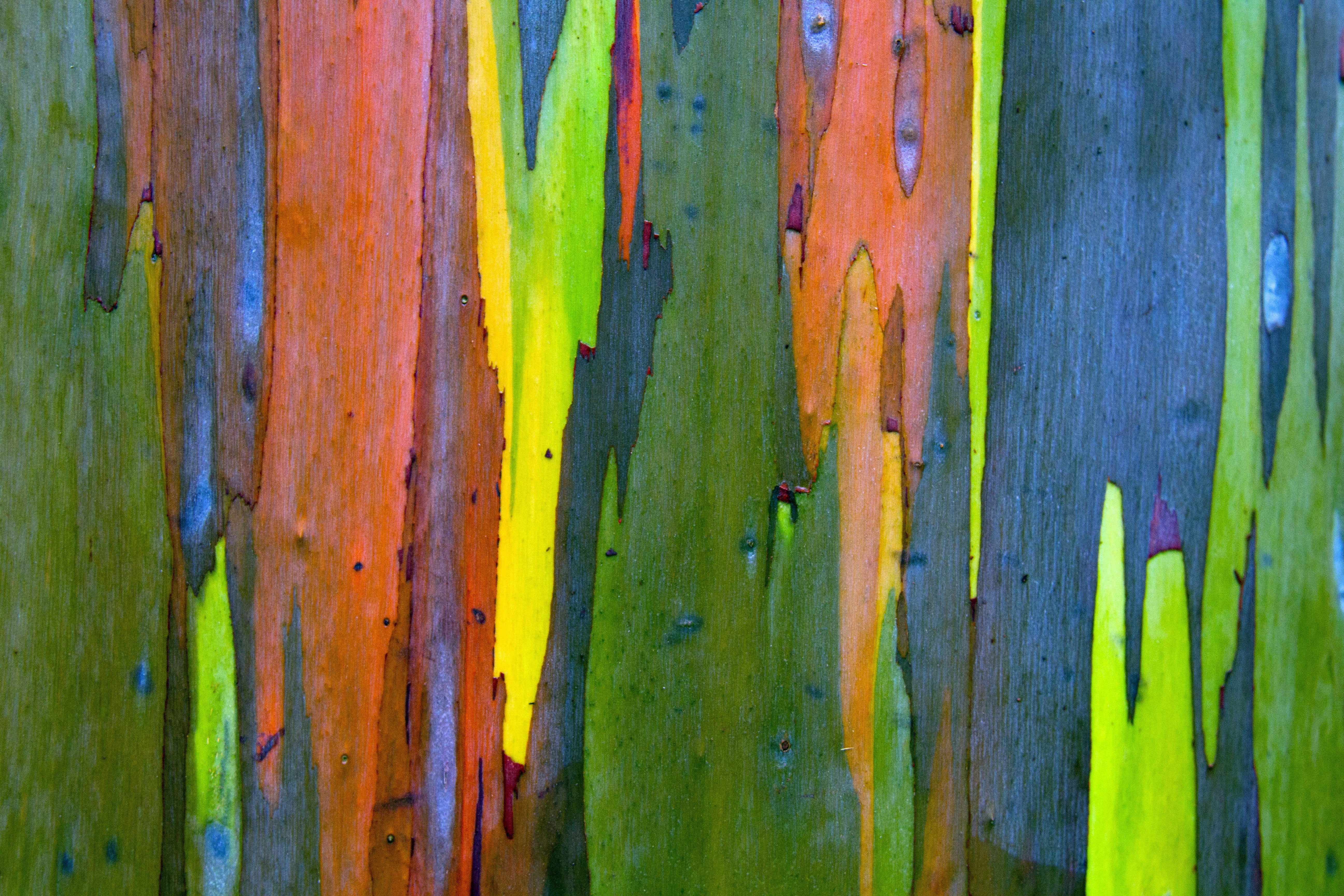 50 RAINBOW EUCALYPTUS Deglupta Gum Multicolor Bark Tree Seeds - Image 8