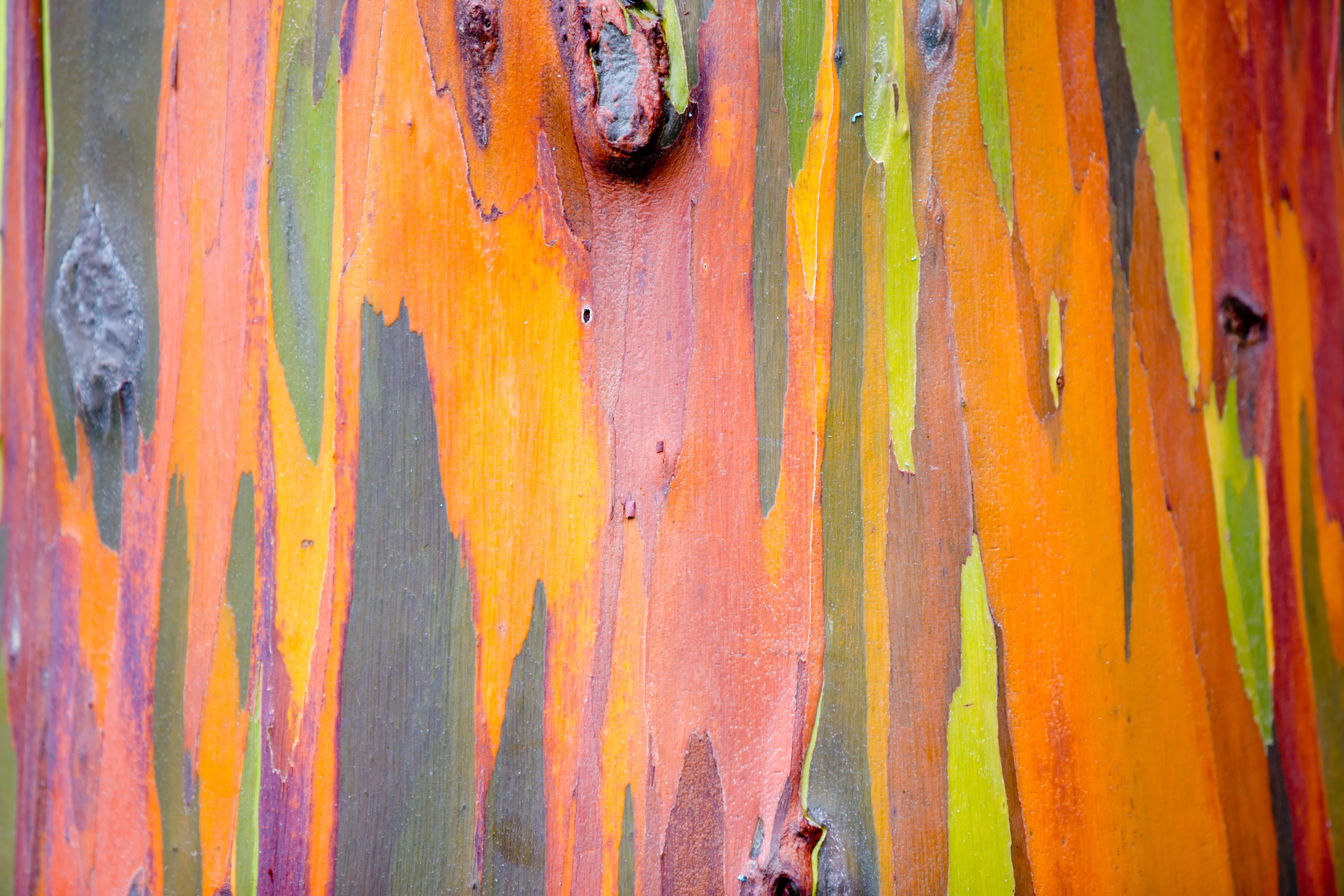 50 RAINBOW EUCALYPTUS Deglupta Gum Multicolor Bark Tree Seeds - Image 9