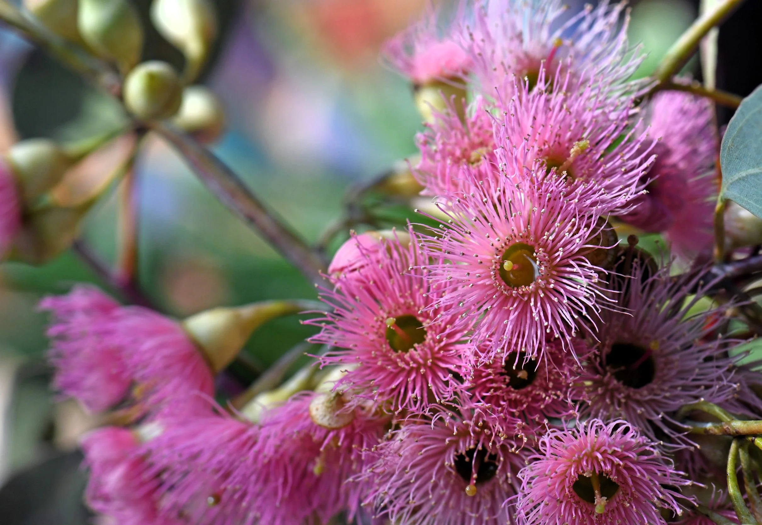 50 RED FLOWERING EUCALYPTUS Sideroxylon Mugga Ironbark Tree Seeds - Image 10